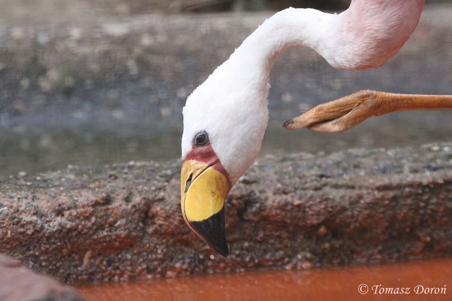 Puna or James's Flamingo (Phoenicoparrus jamesi)
