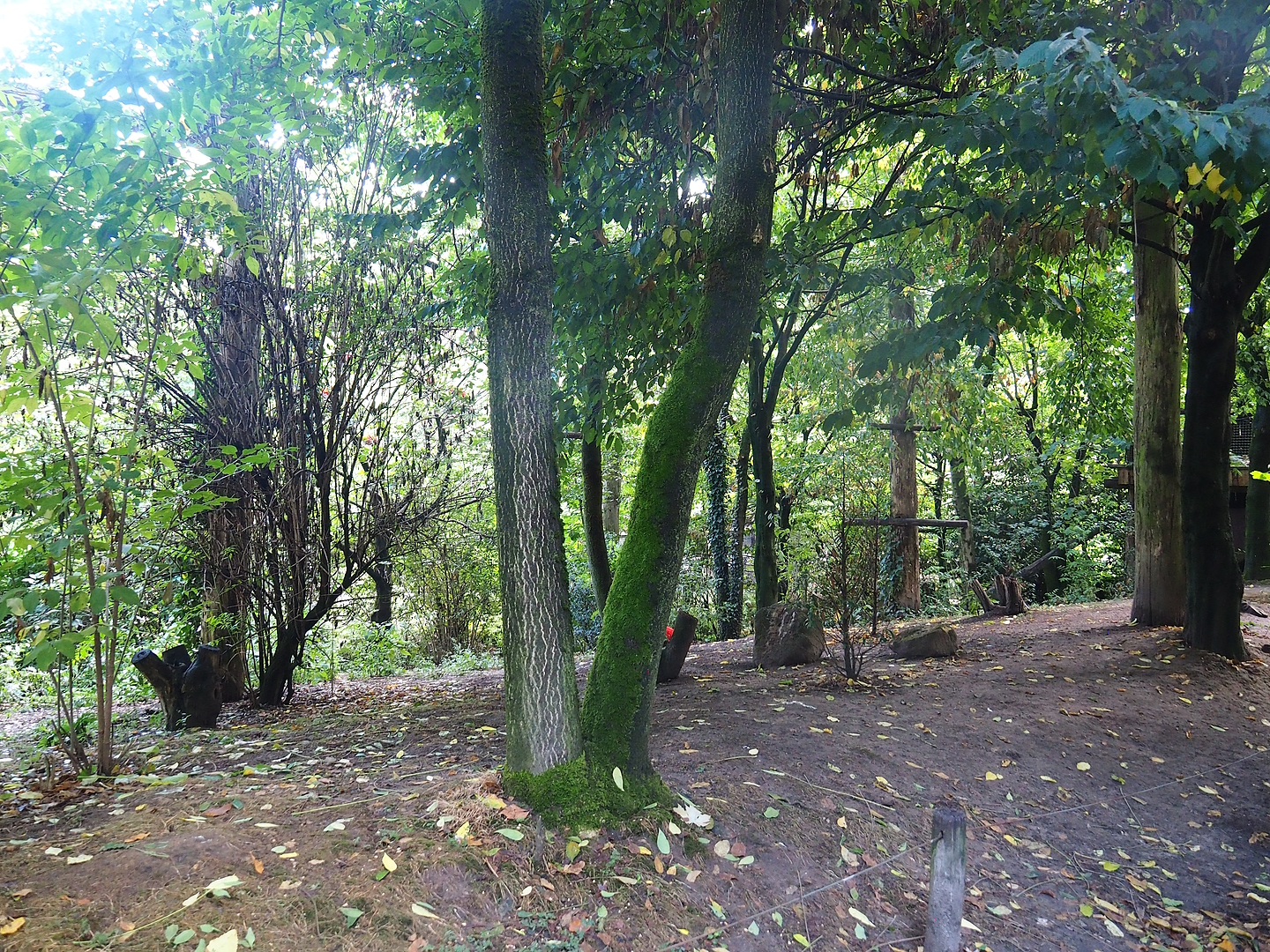 Puna South American aviary, 2022-08-20