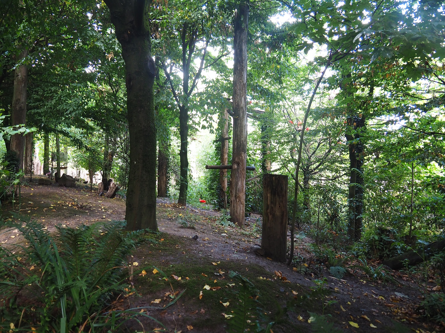 Puna South American aviary, 2022-08-20