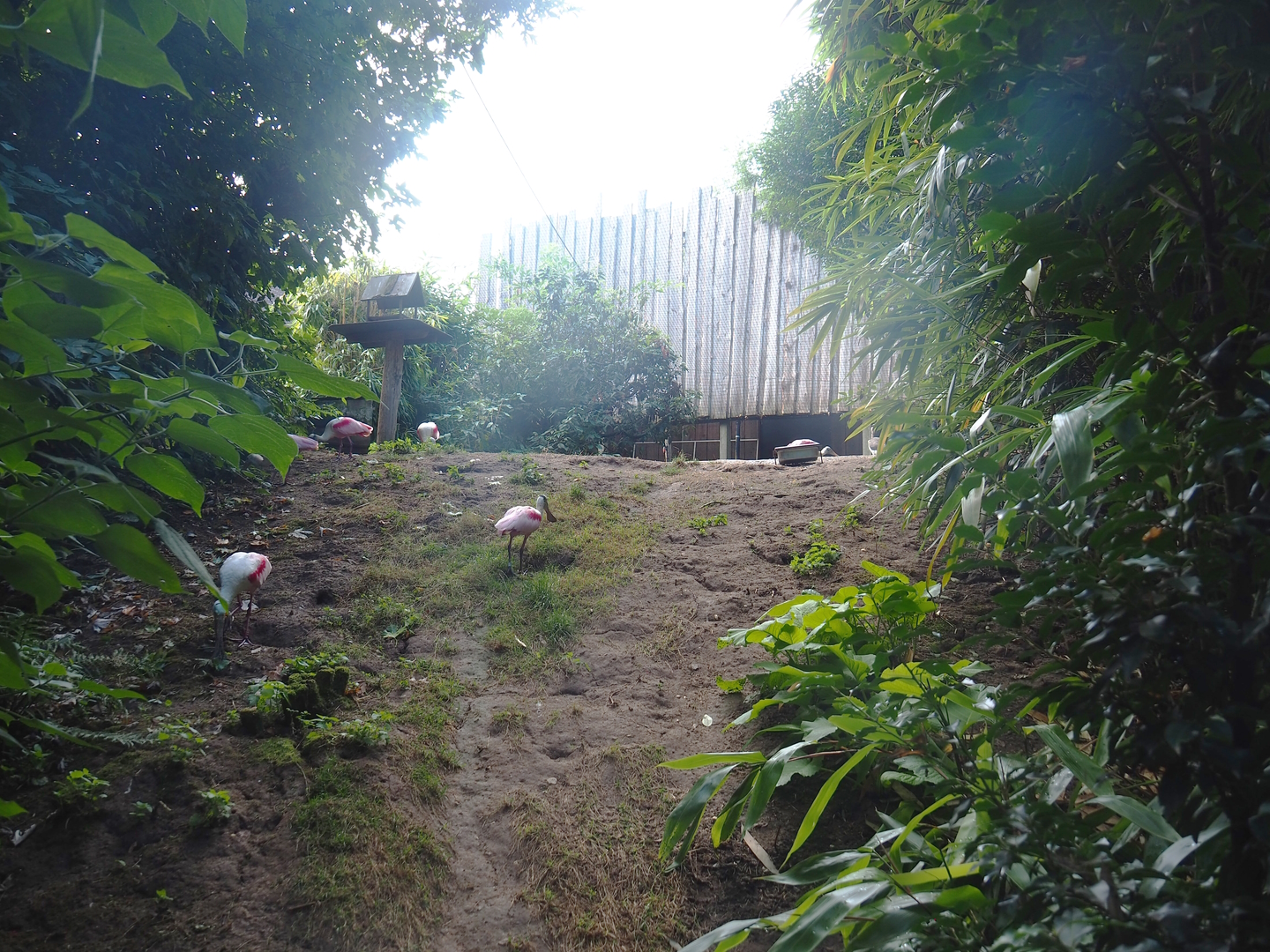 Puna South American aviary - Area near bird house, 2022-08-20