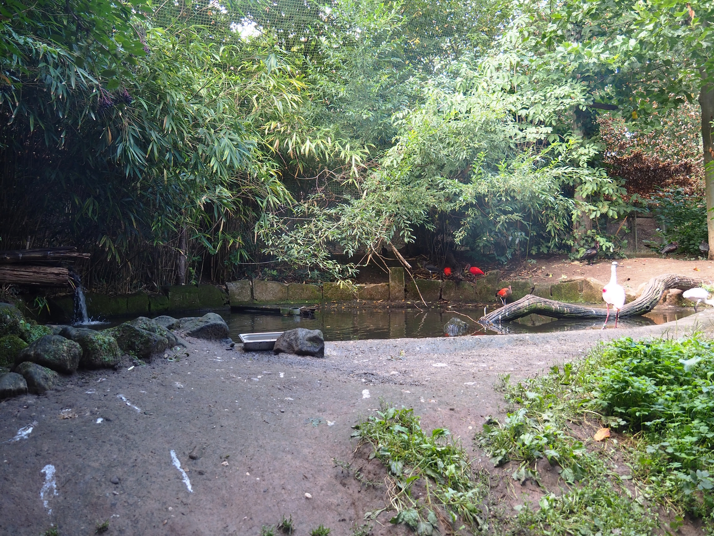 Puna South American aviary - Pond, 2022-08-20