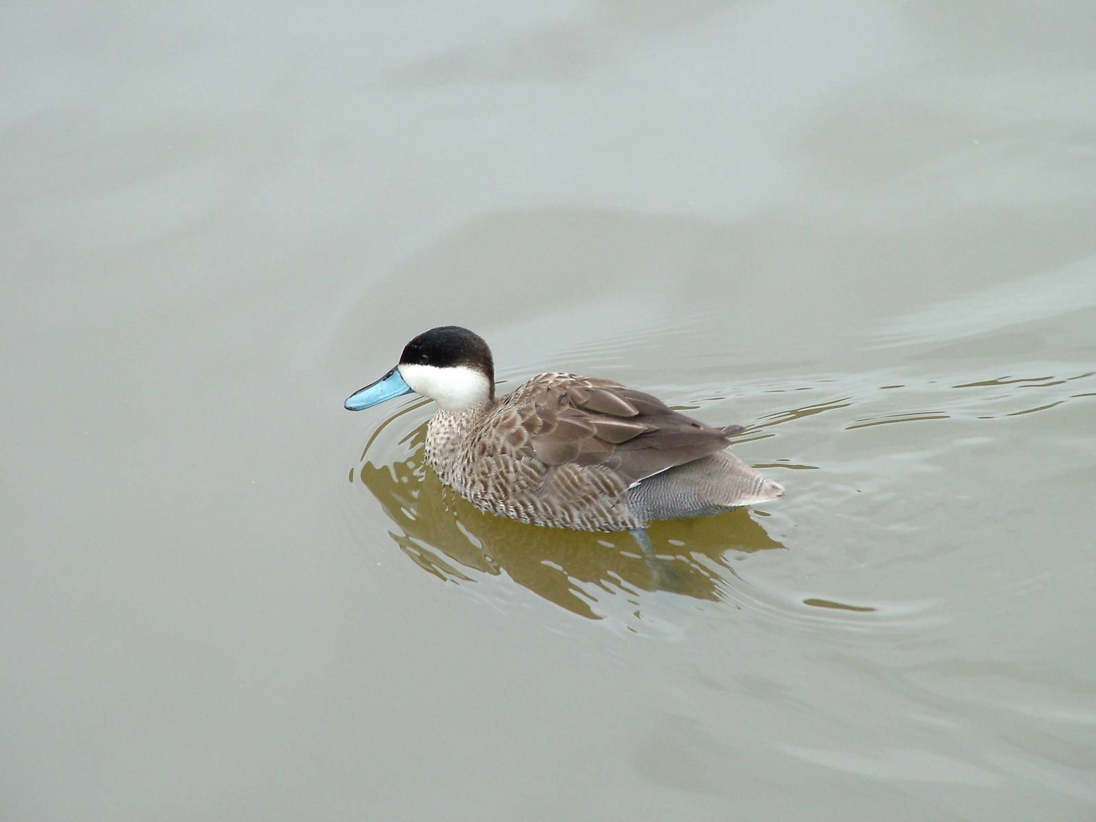 Puna Teal at Arundel WWT 13/03/10