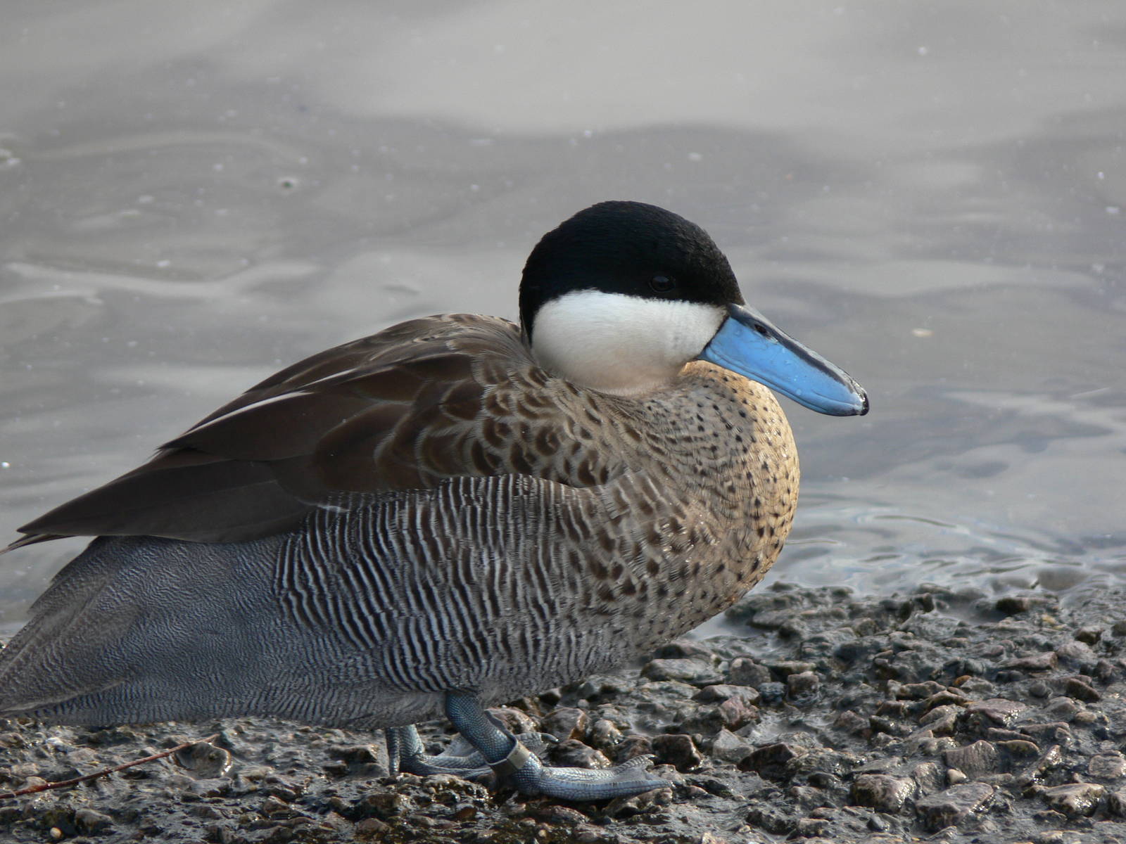 Puna Teal at Martin Mere WWT 08/12/12