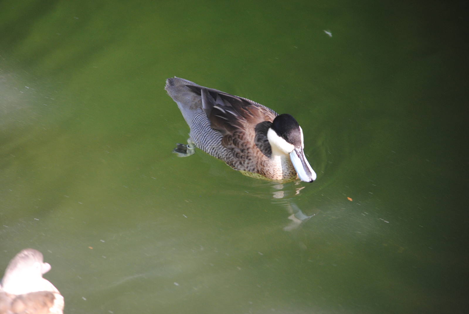 Puna Teal (duck pond in Children's Zone)