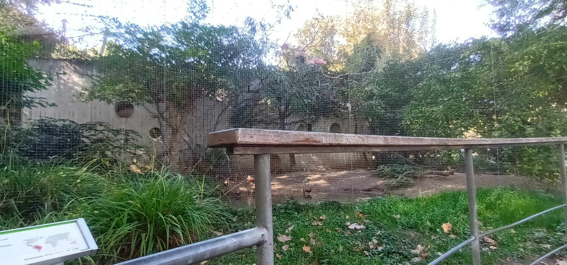 Puna Teal, Red Shoveler, Boat billed Heron and Roseate Spoonbill Aviary