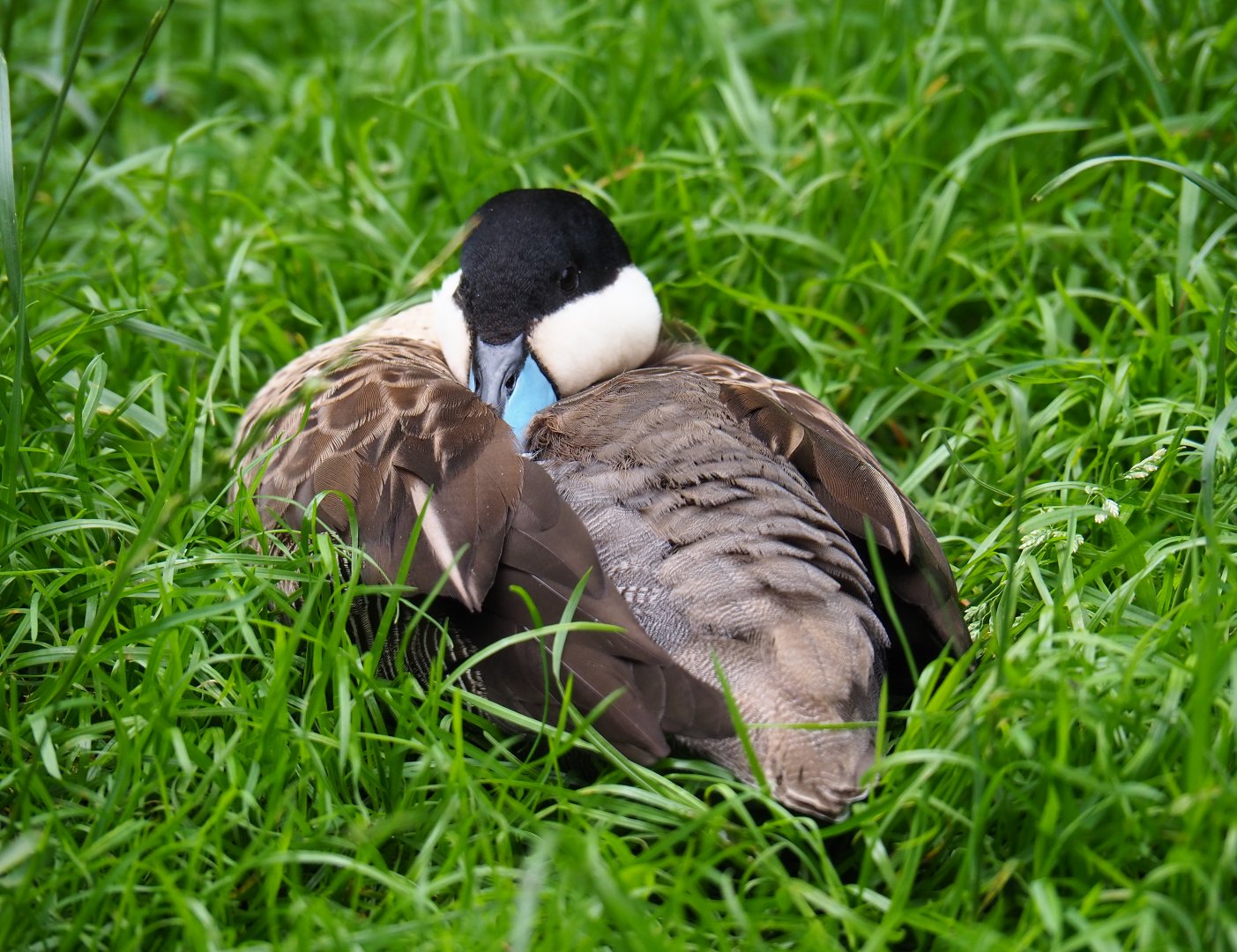 Puna teal (Spatula puna), 2019-07-21