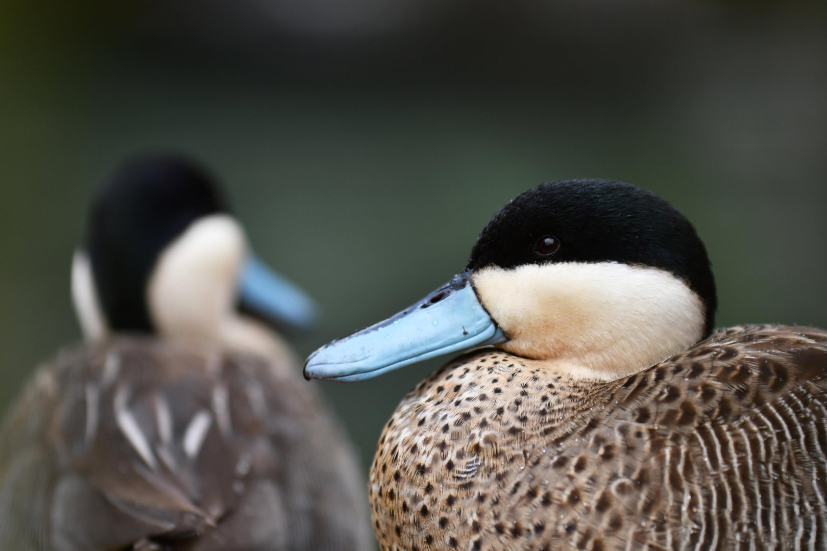 Puna teal (Spatula puna)
