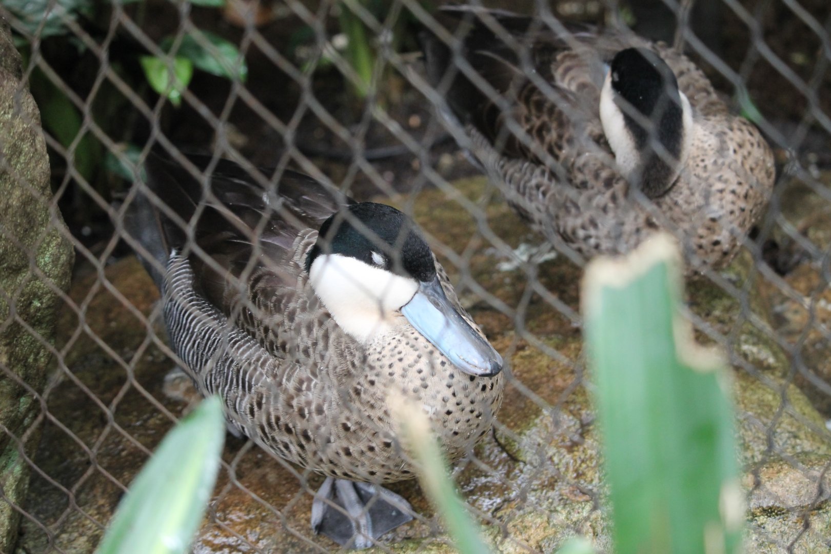 Puna Teal (Spatula puna)