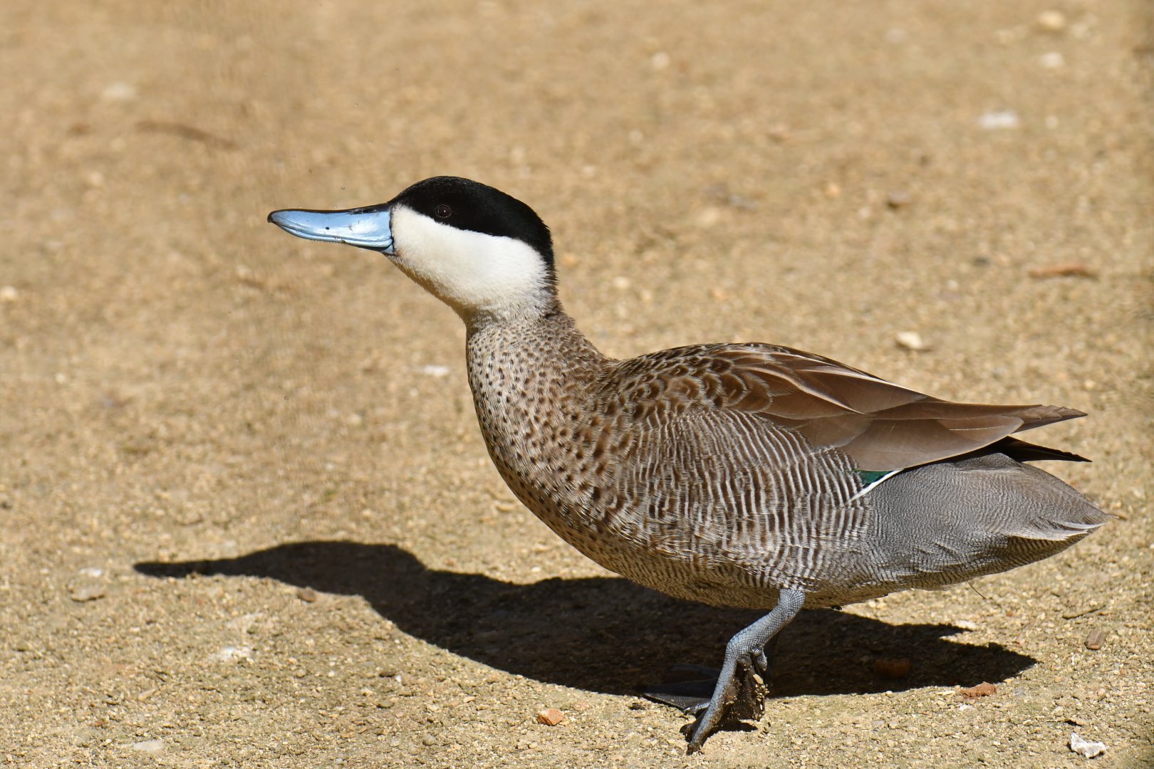 Puna Teal (Spatula puna)