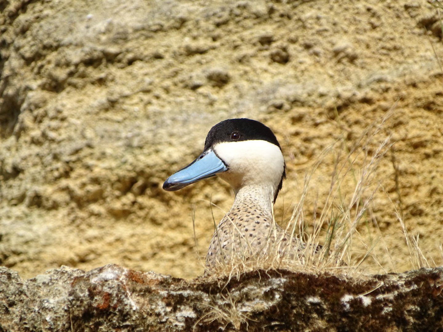 Puna teal (Spatula puna)