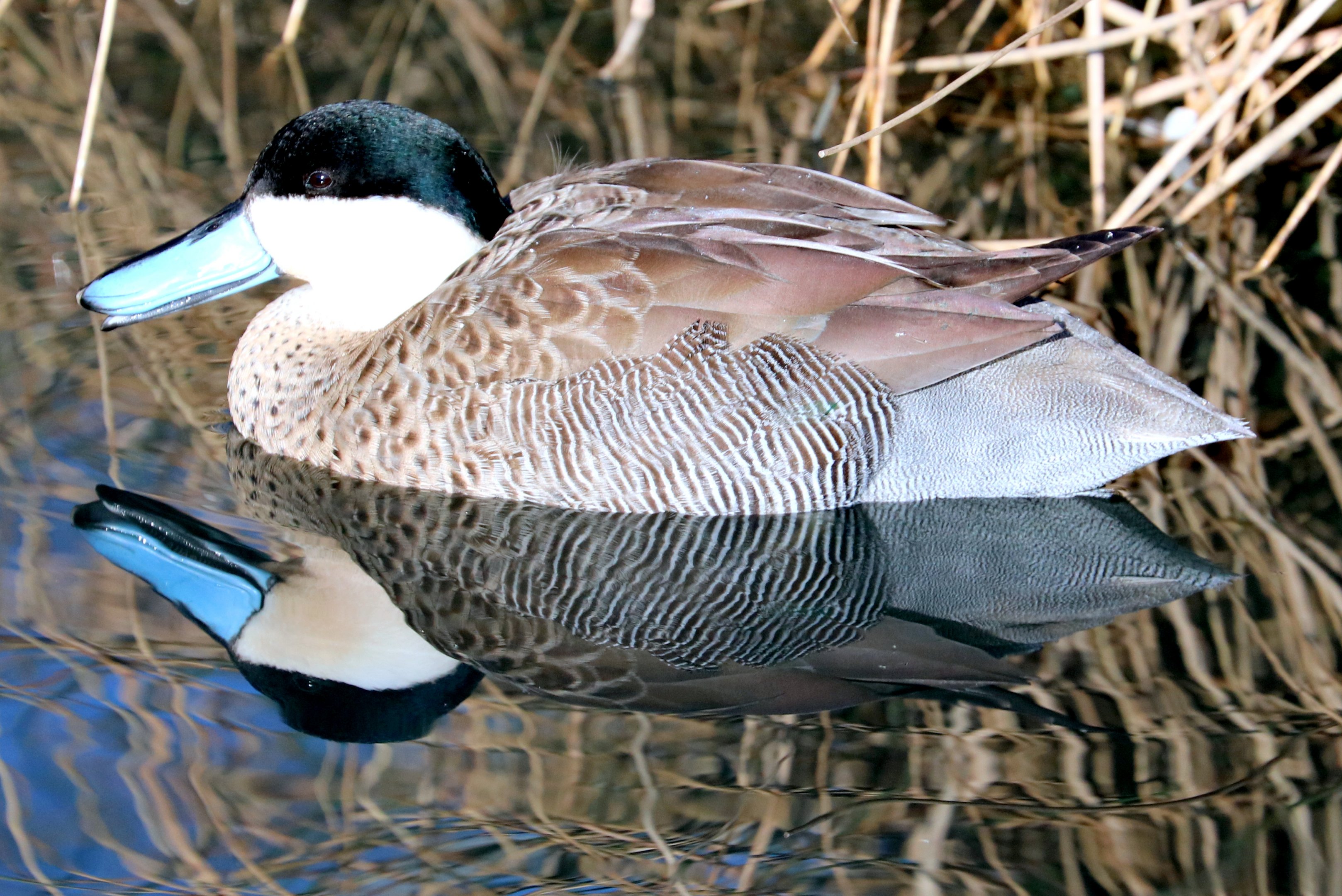 Puna teal (with reflection); Barnes; 23rd February 2019
