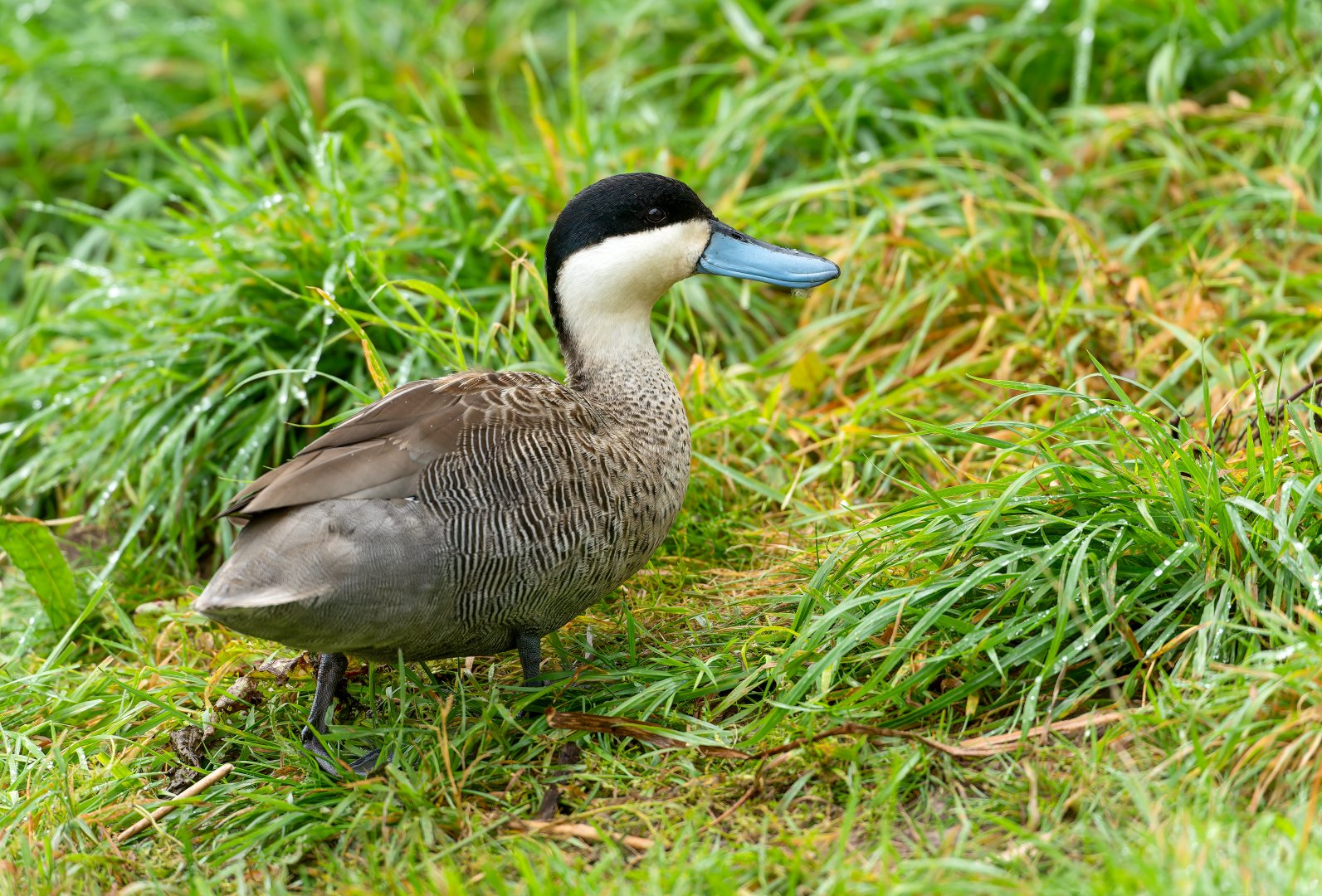 Puna teal, WWT Slimbridge, UK