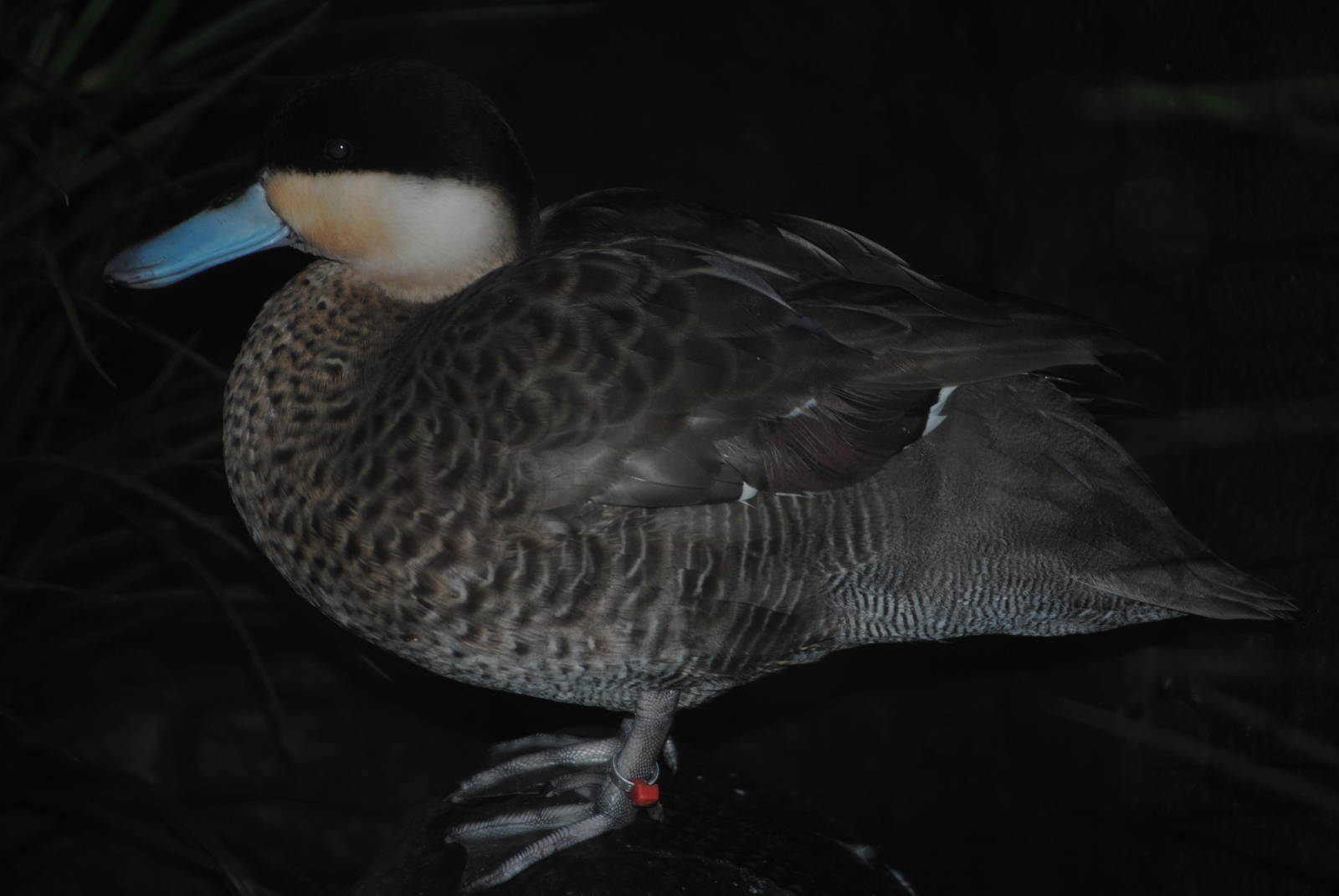 Puna Teal