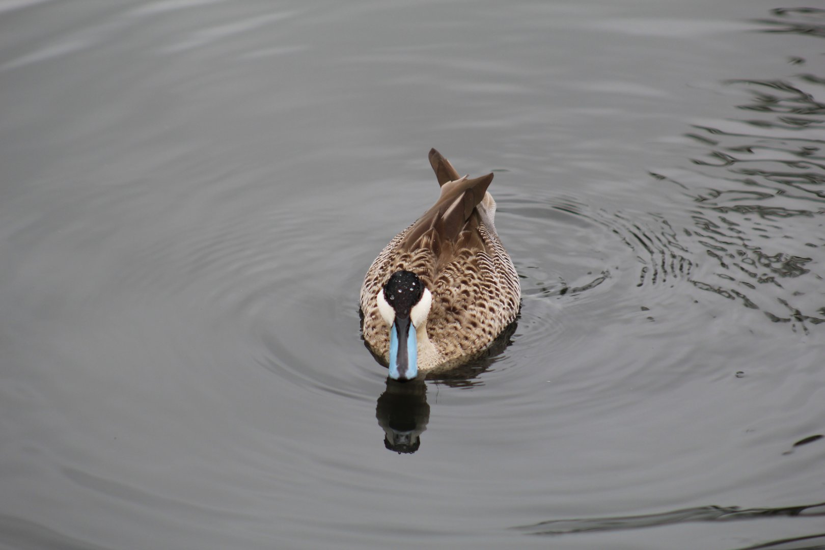 Puna Teal