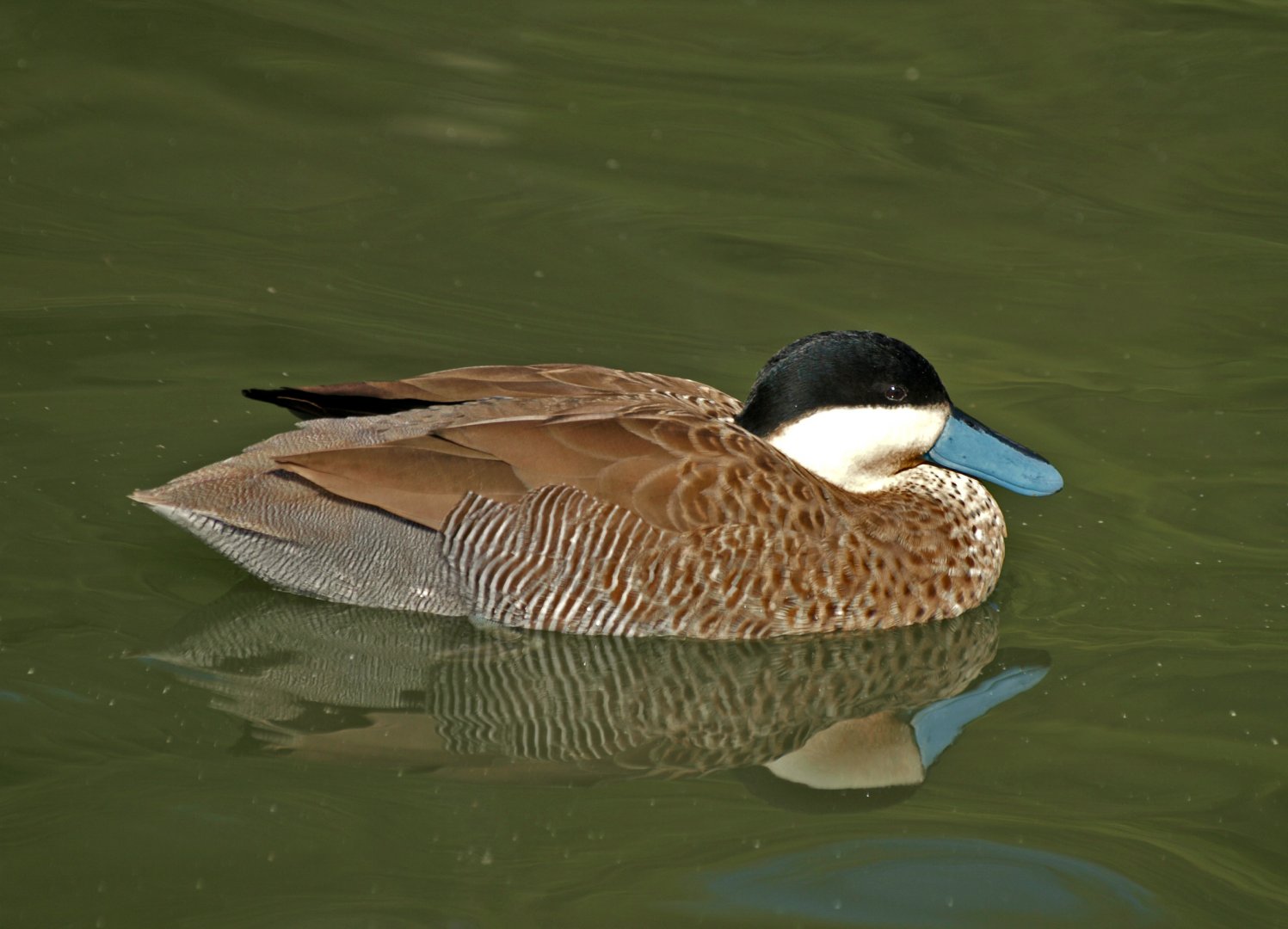Puna teal