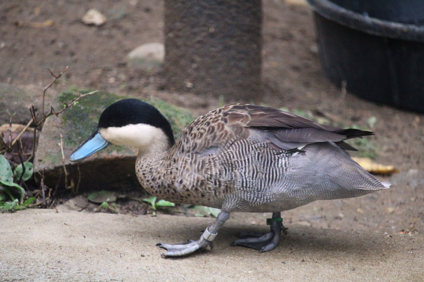 Puna Teal