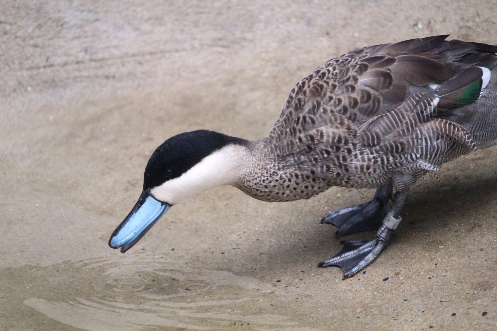 Puna Teal