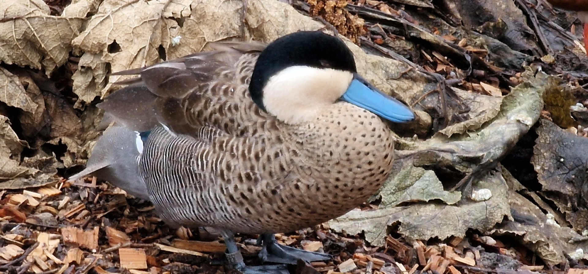 Puna teal