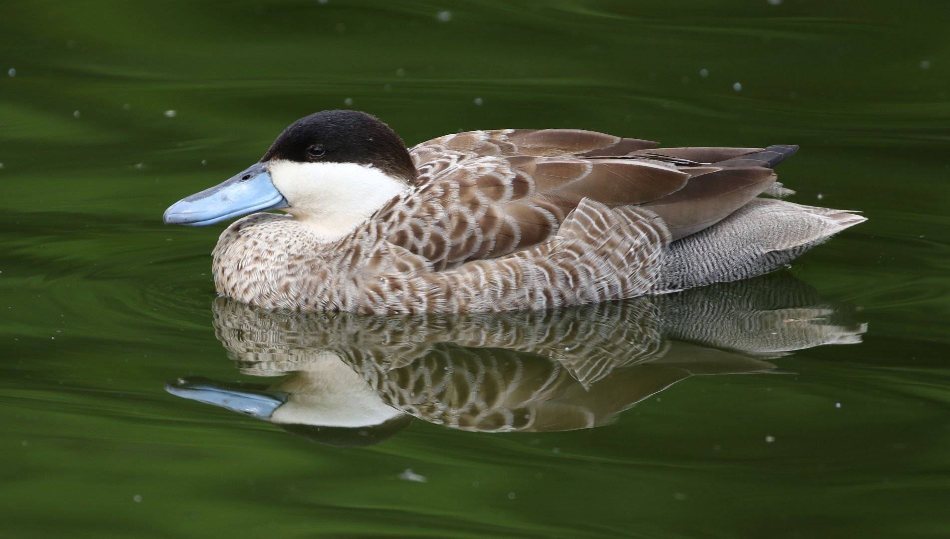 Puna Teal