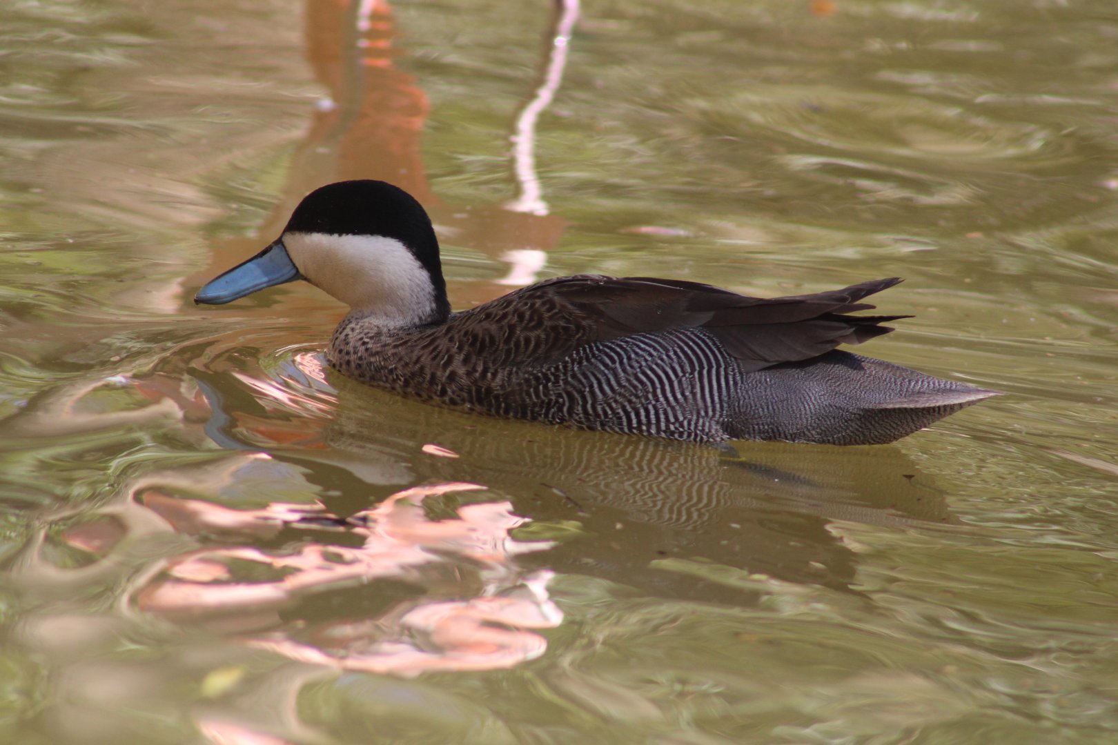 Puna Teal