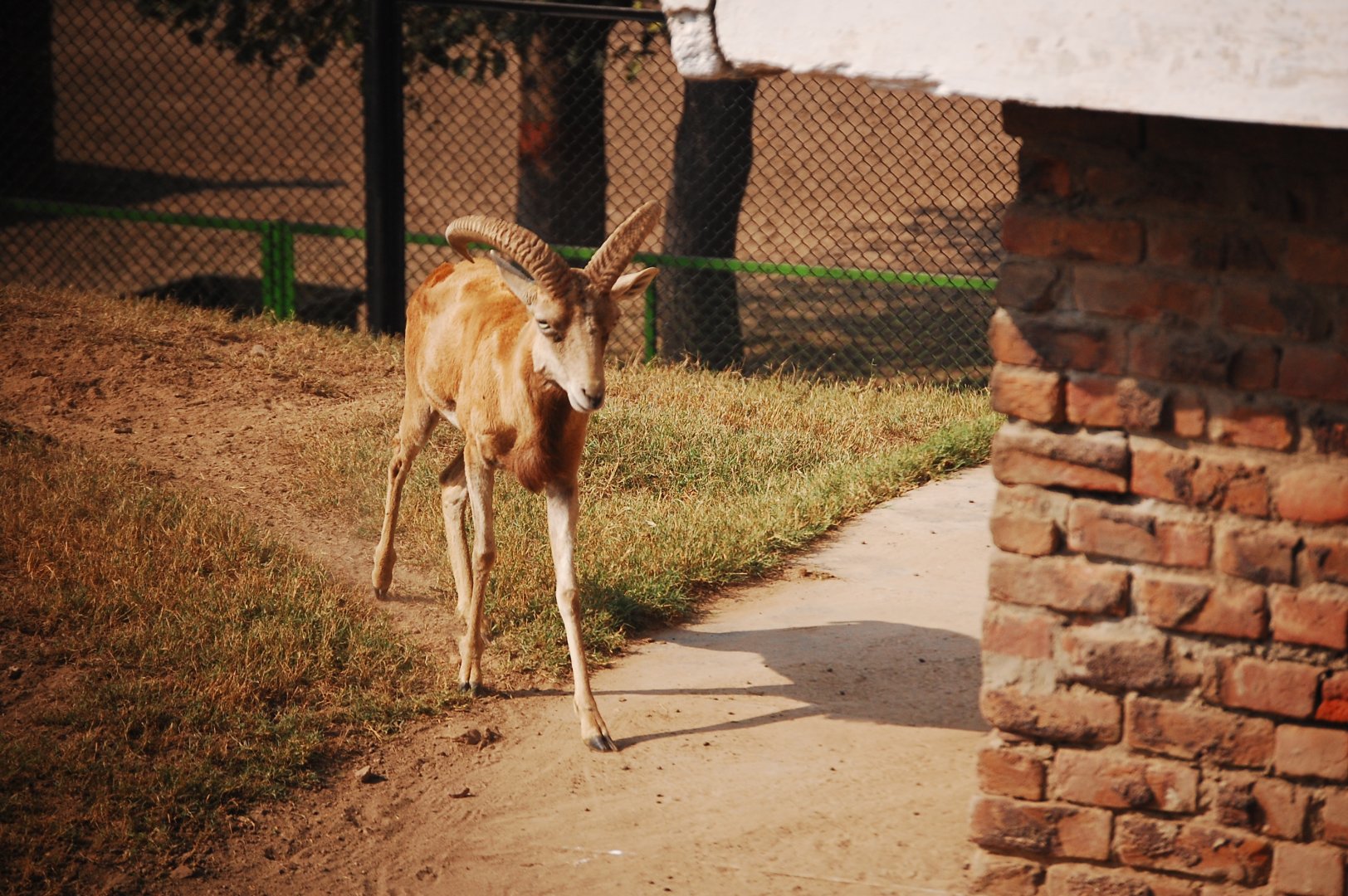 Punjab urial - Lahore zoo 17/11/2019