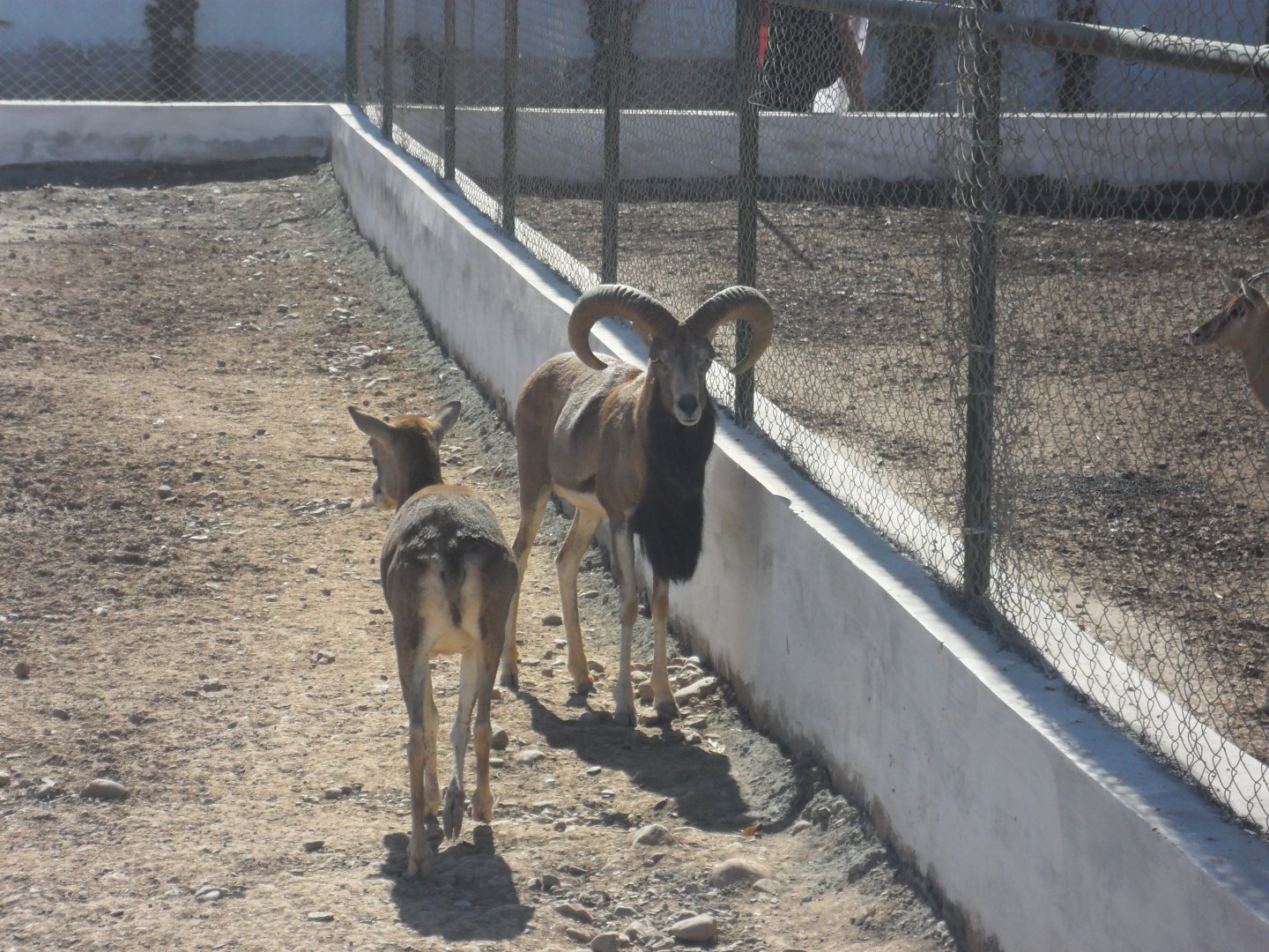 Punjab Urial - Peshawar zoo 17/2/2018