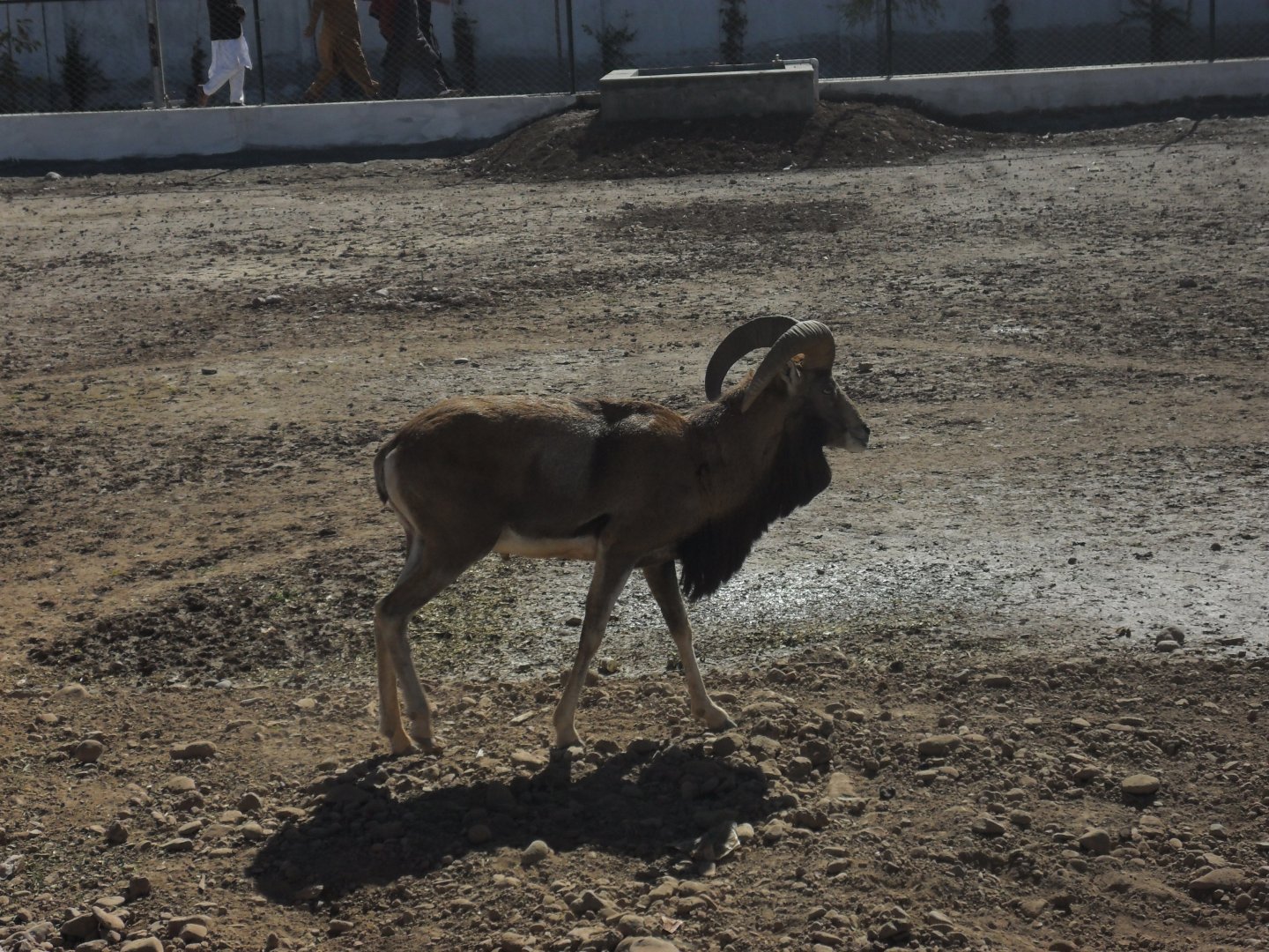 Punjab Urial - Peshawar zoo 17/2/2018