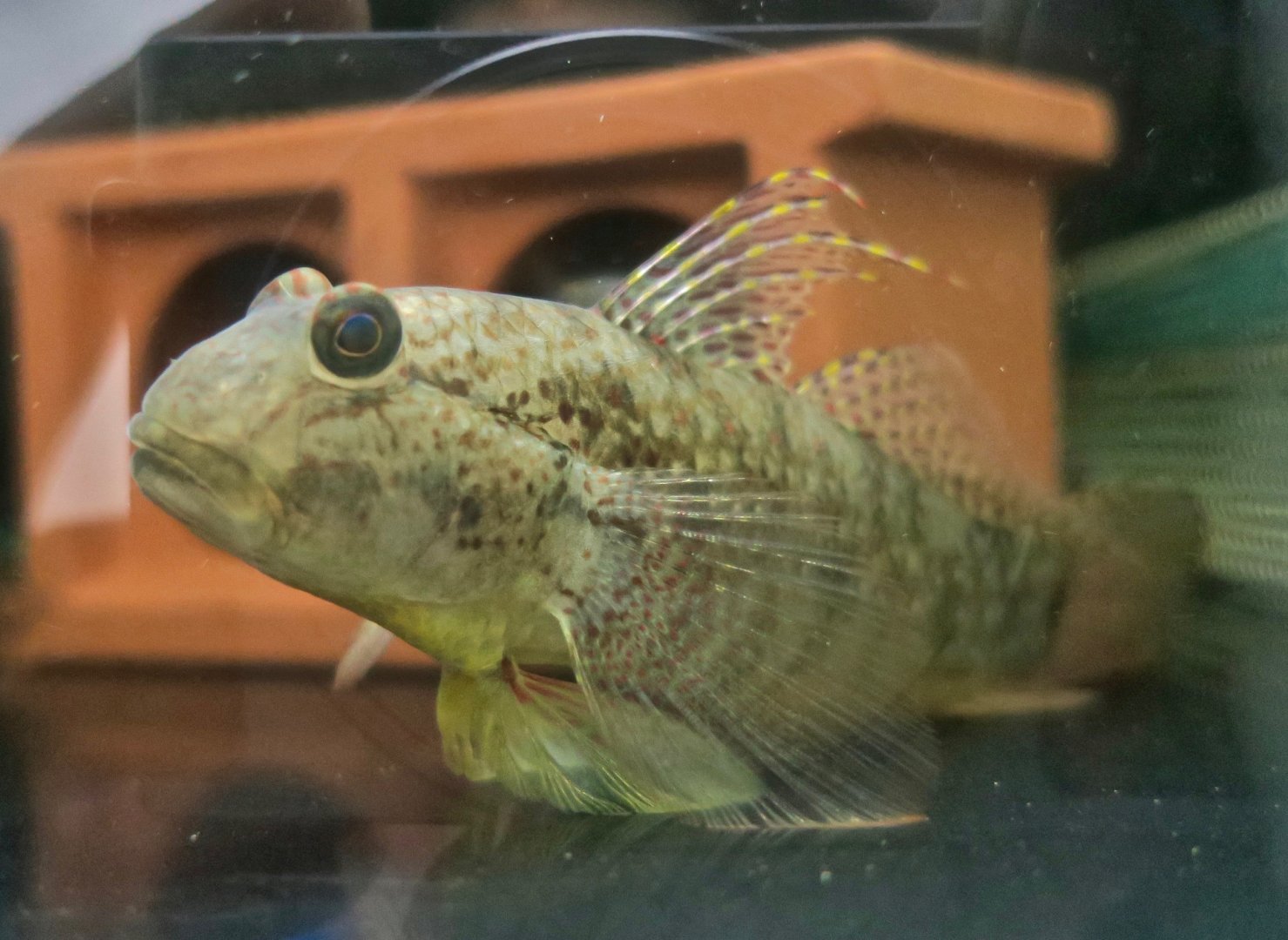 Puntang Goby (Exyrias puntang) male