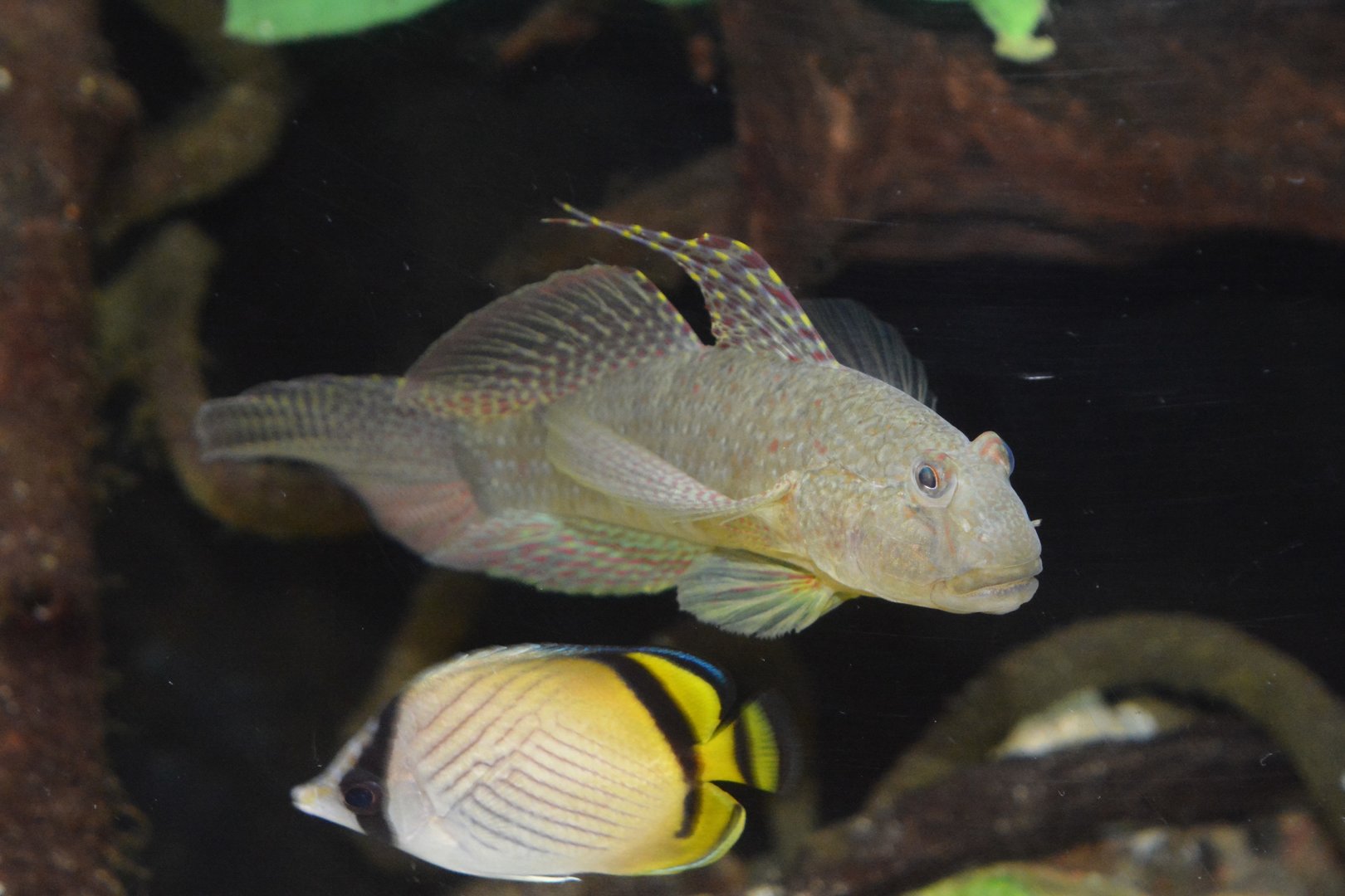 Puntang goby (Exyrias puntang)