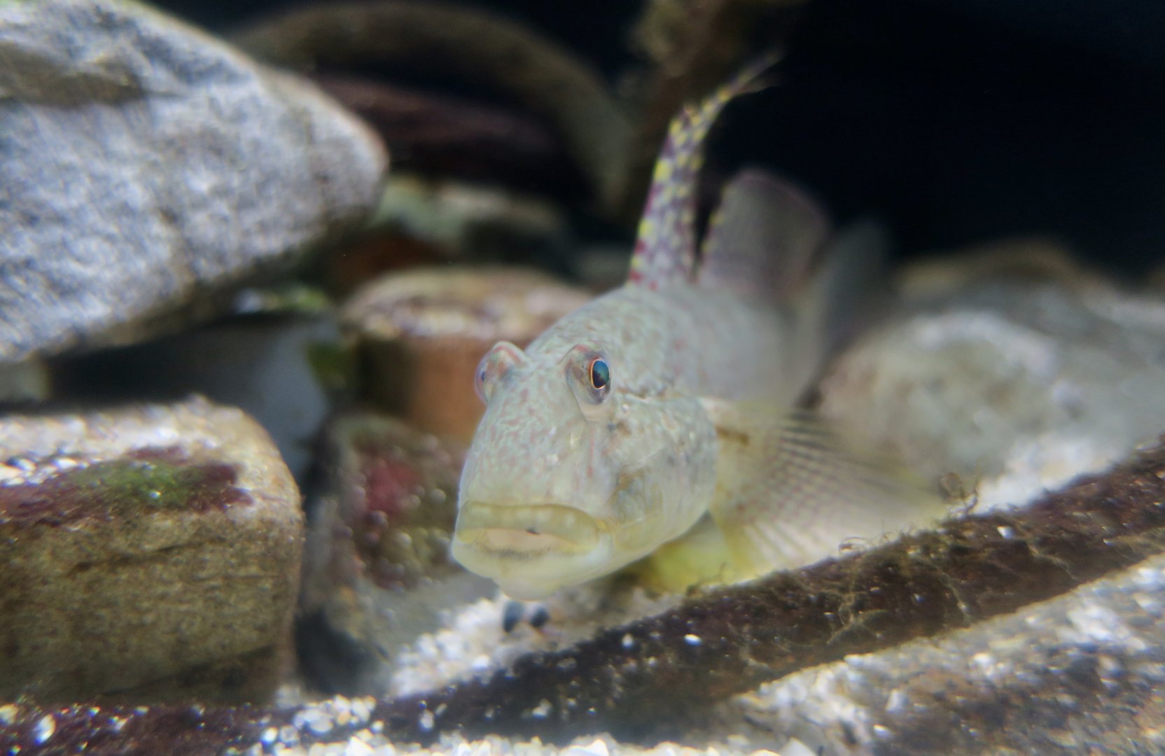 Puntang Goby (Exyrias puntang)