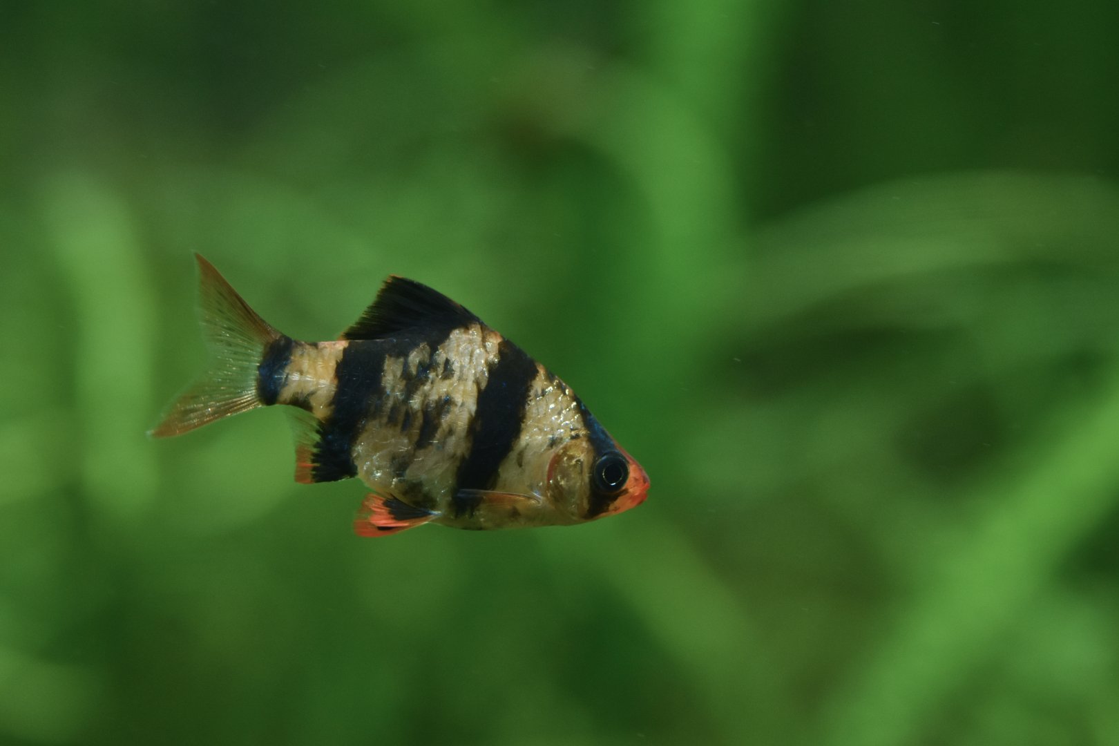 Puntigrus cf. tetrazona