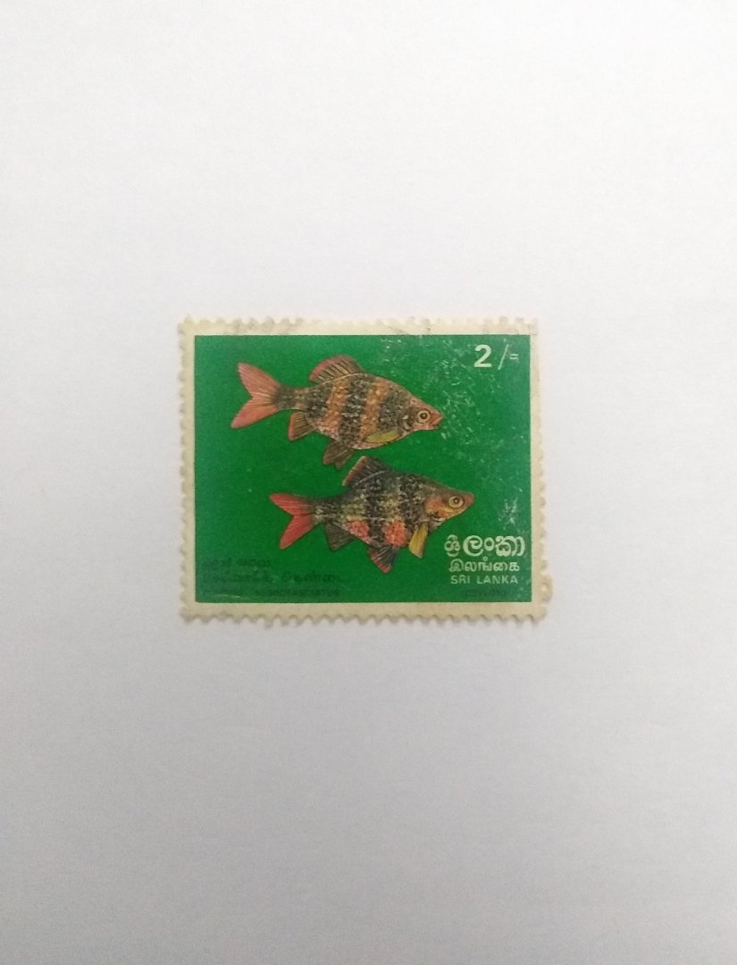 Puntius nigrofasciatus - Postage stamp Sri Lanka