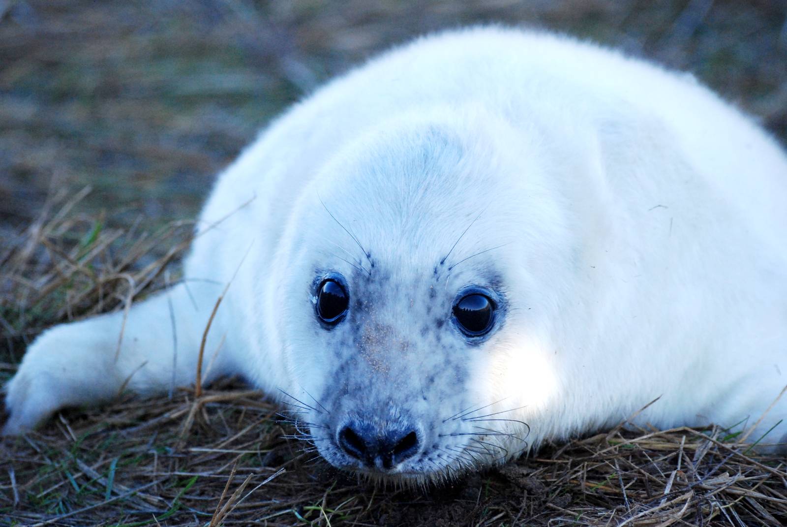 Pup - Grey Seal Colony at Donna Nook NNR, 11/11/12