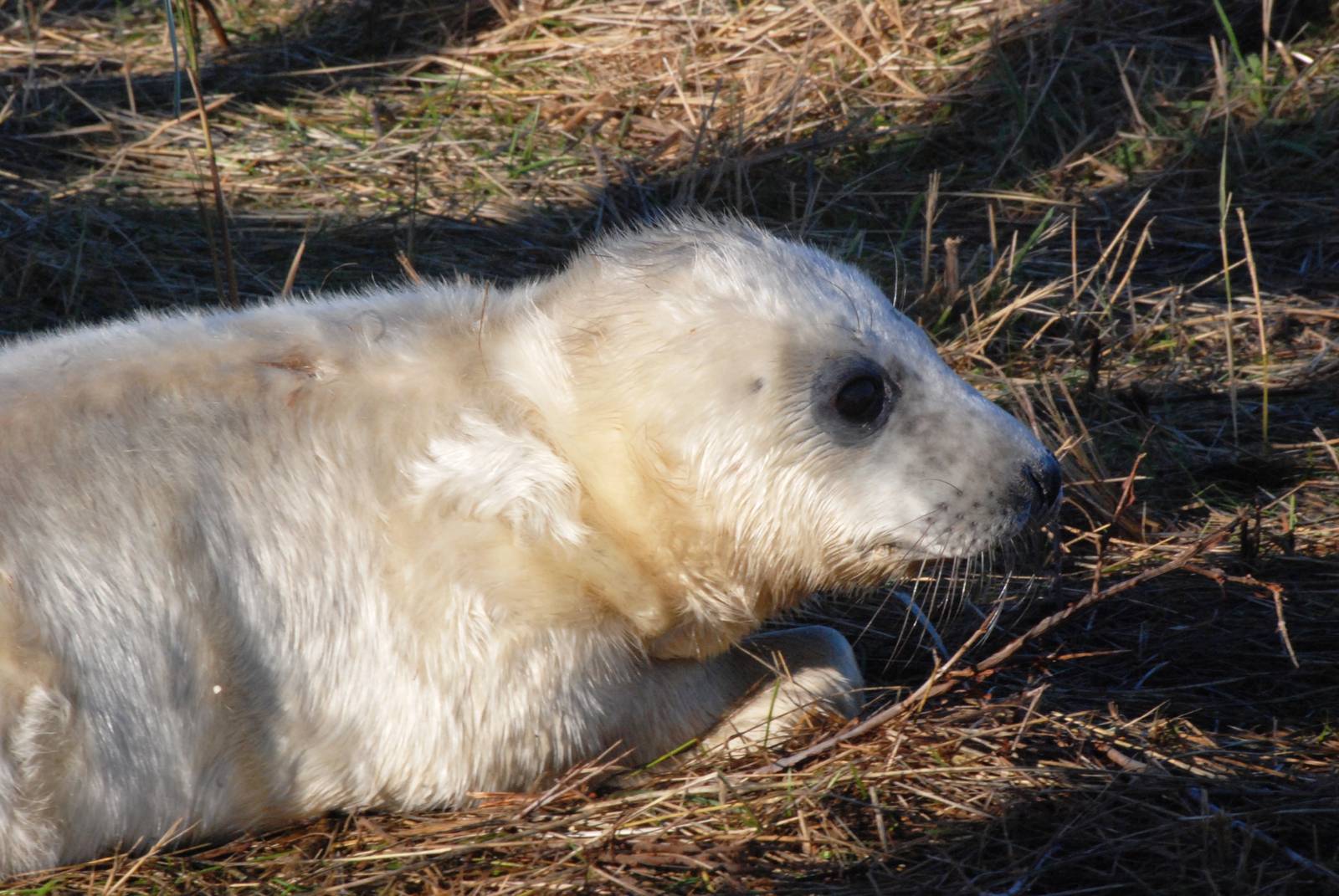 Pup - Grey Seal Colony at Donna Nook NNR, 11/11/12