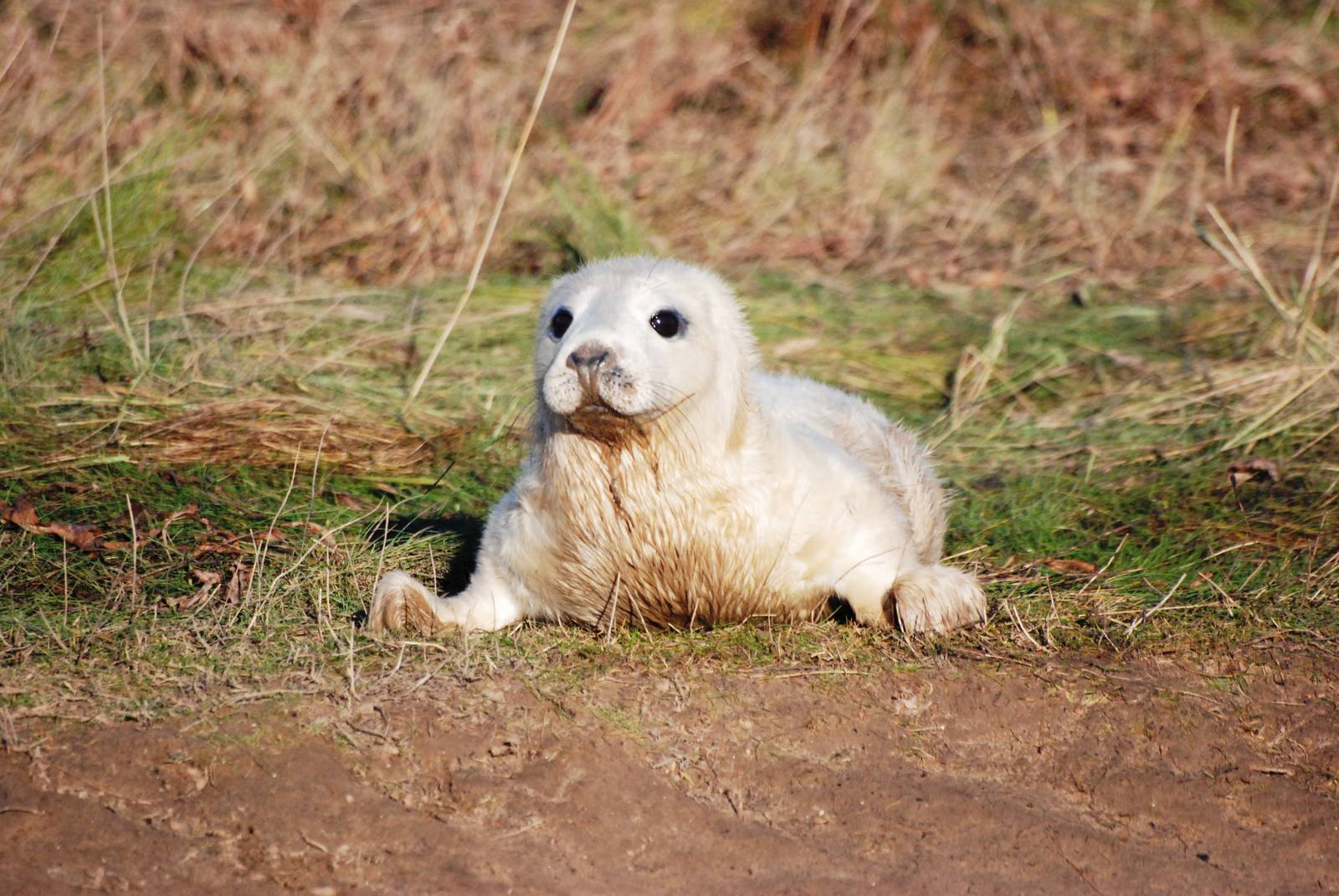 Pup - Grey Seal Colony at Donna Nook NNR, 11/11/12