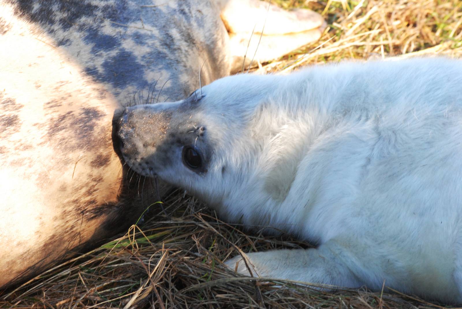 Pup Suckling - Grey Seal Colony at Donna Nook NNR, 11/11/12