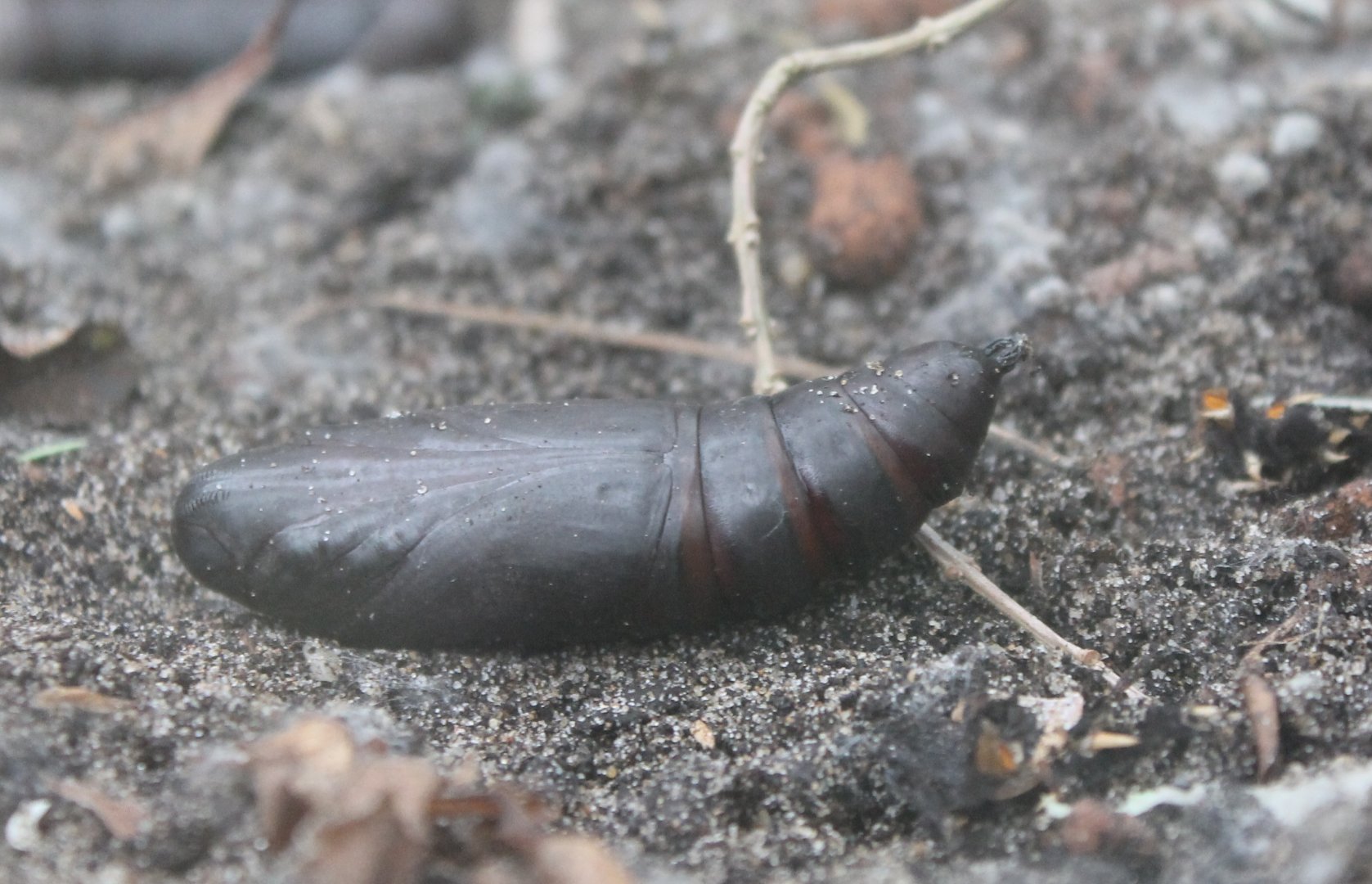 Pupa Death's  head hawkmoth