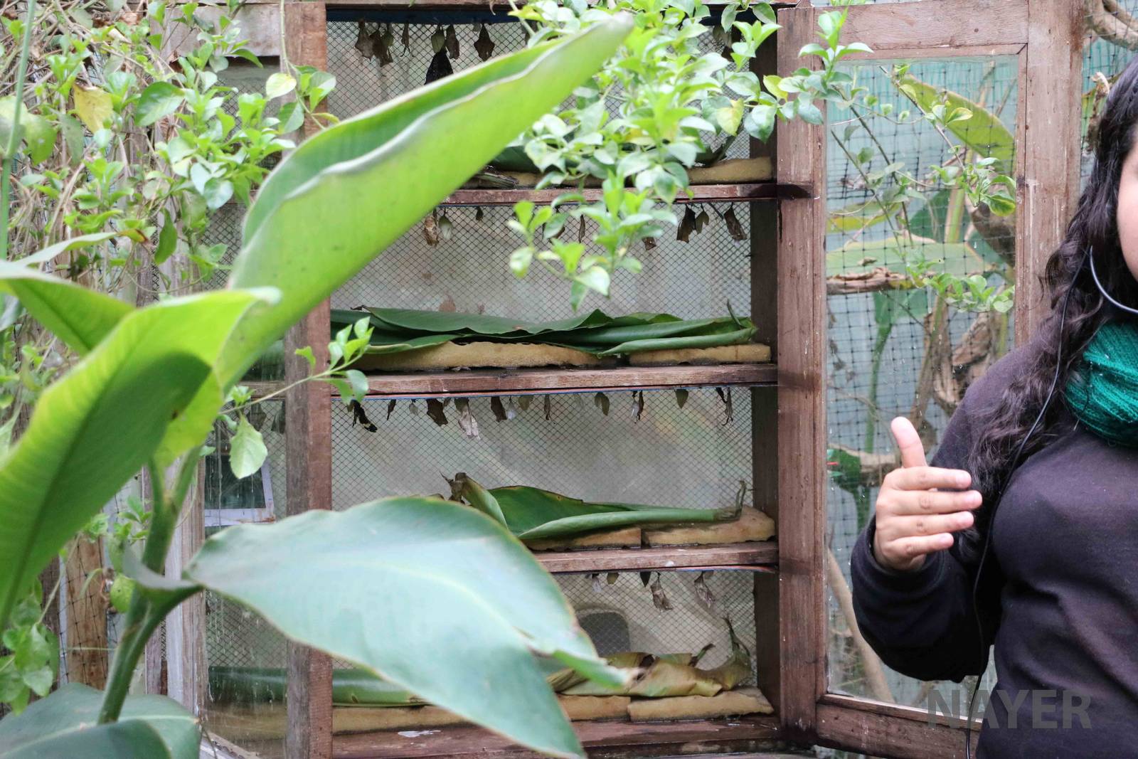 Pupa display - Bioparque la Reserva, March 2016