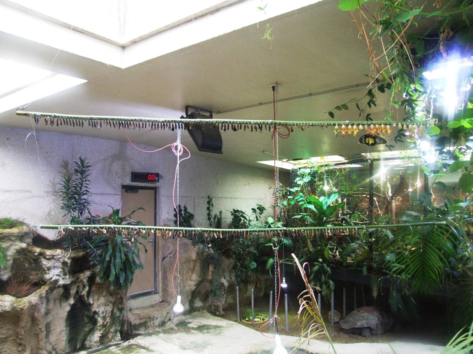 Pupae at Vienna, 14/06/13