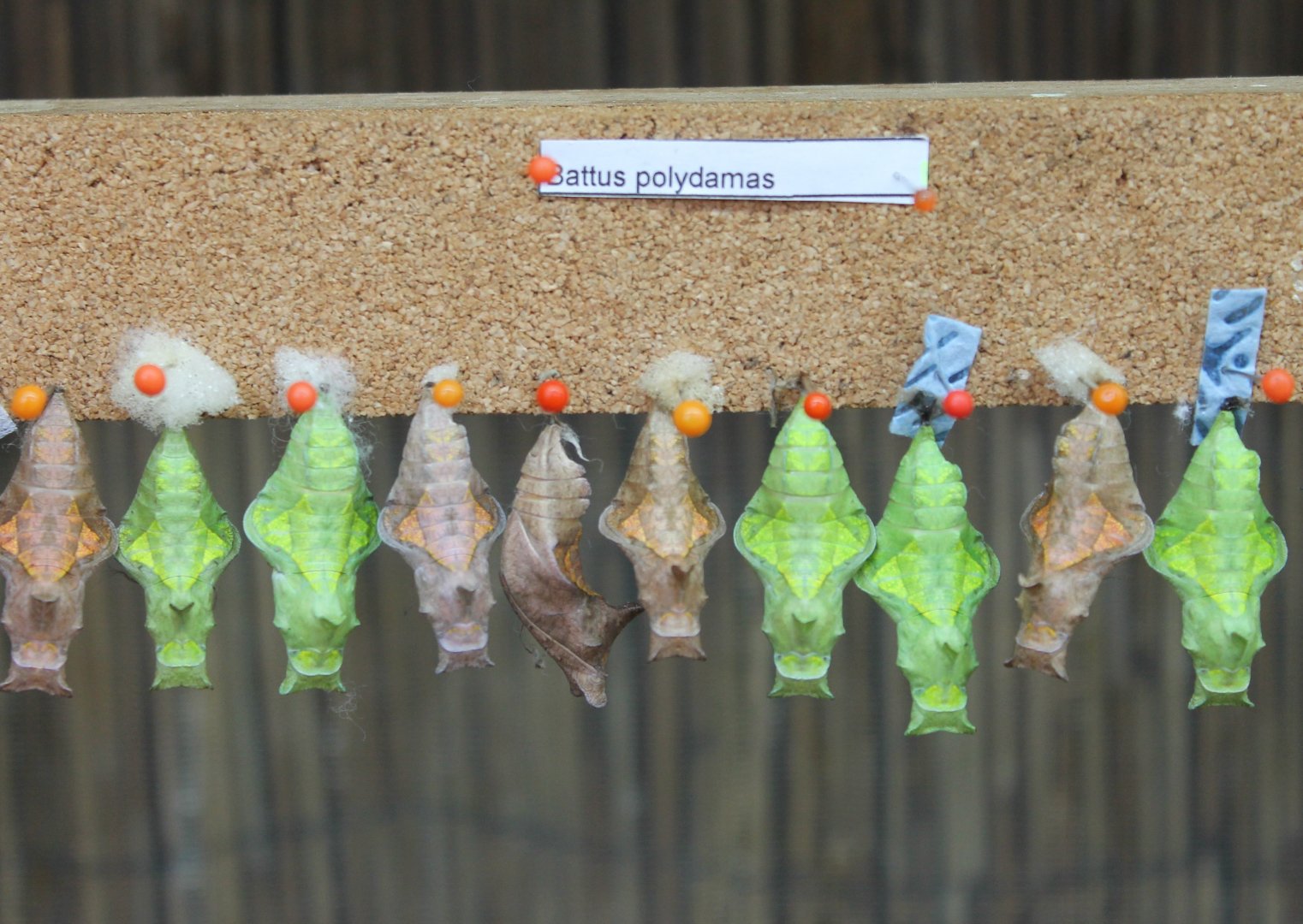 Pupas Battus polydamas