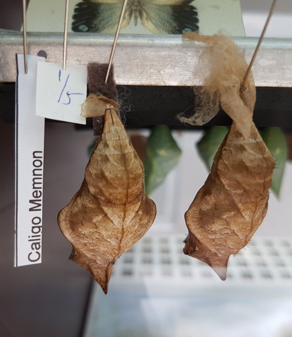 Pupas Giant owl - Caligo memnon