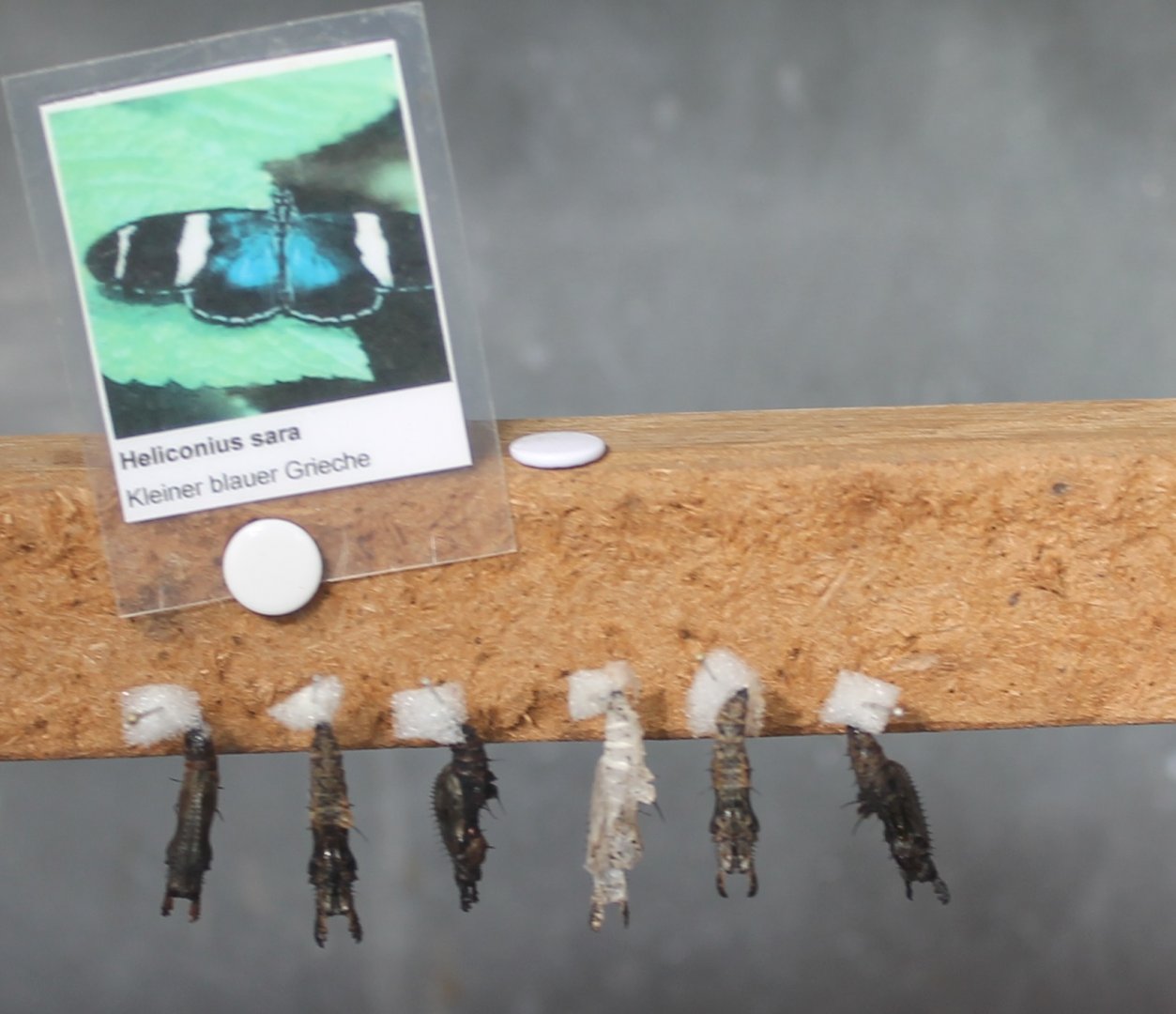 Pupas Heliconius sara