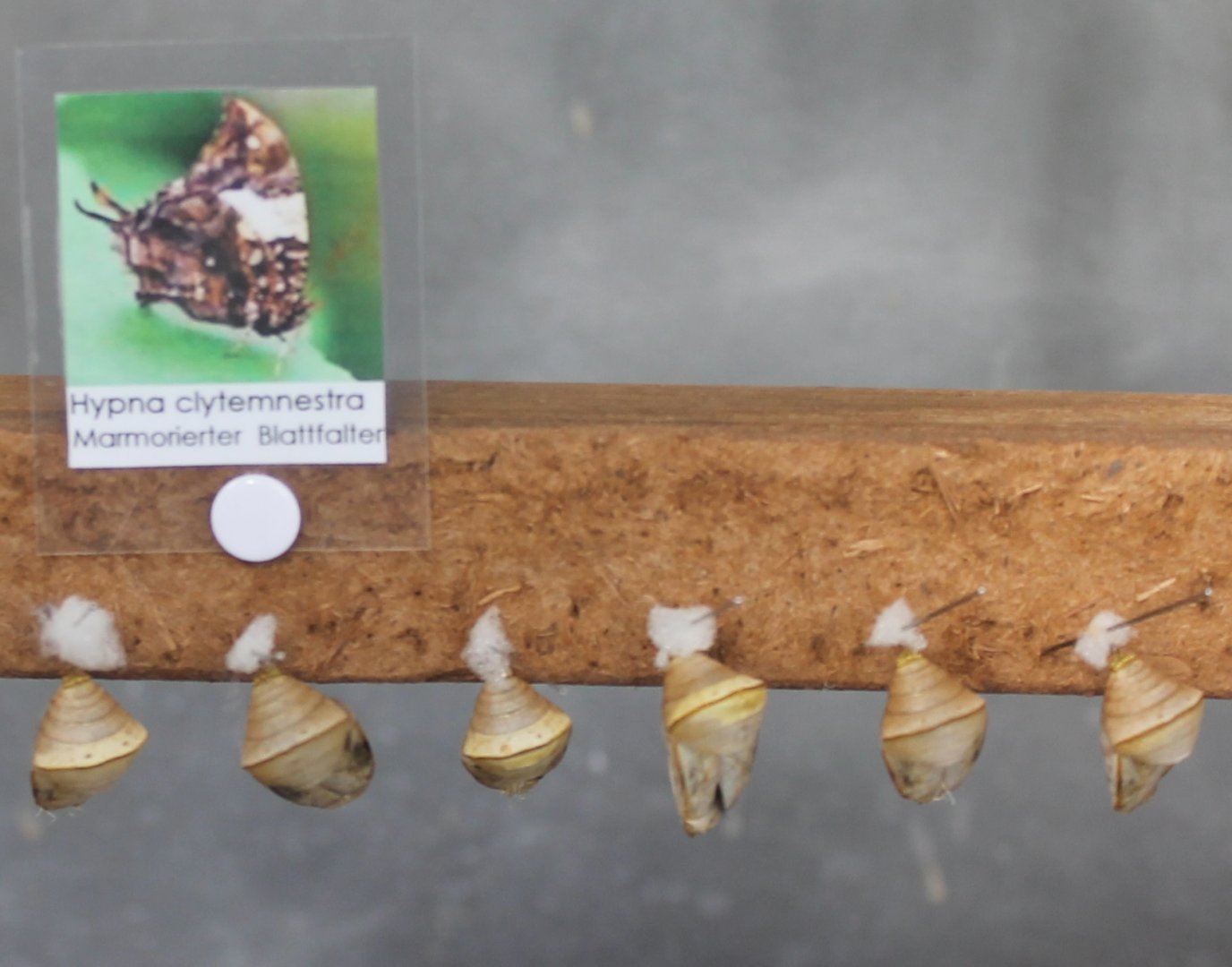 Pupas Hypna clytemnestra