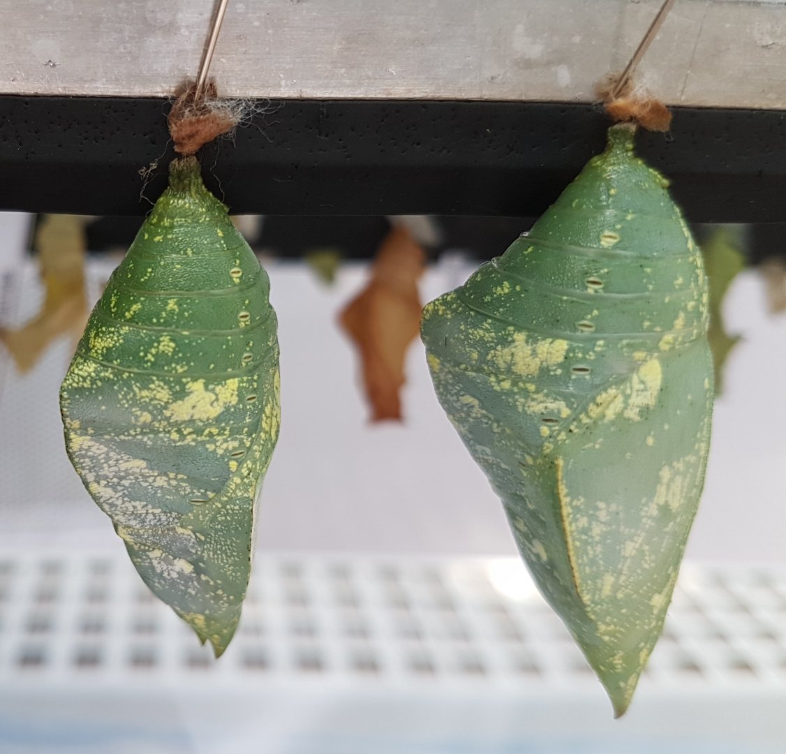 Pupas King shoemaker butterfly - Archaeoprepona demophon