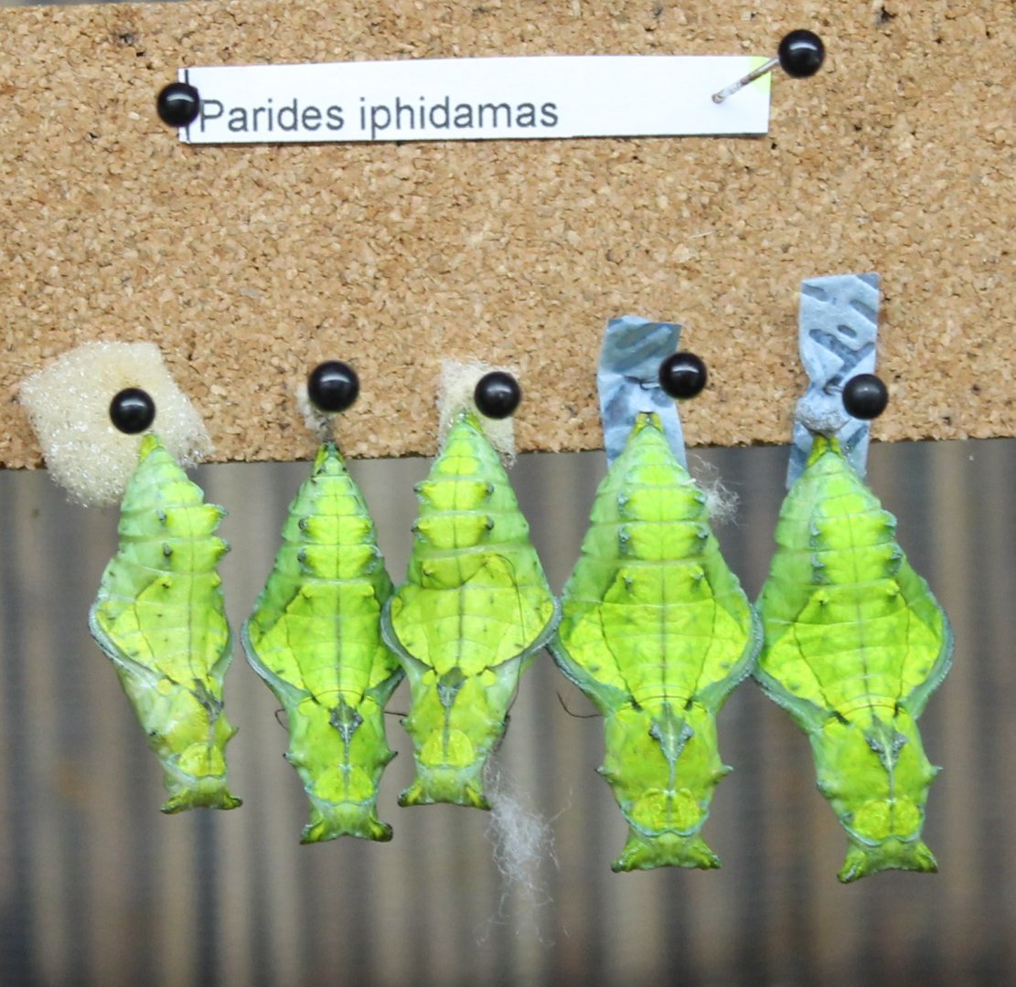 Pupas Parides iphidamas