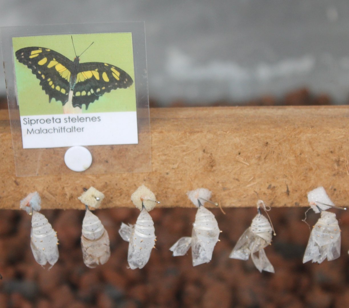 Pupas Siproeta stelenes