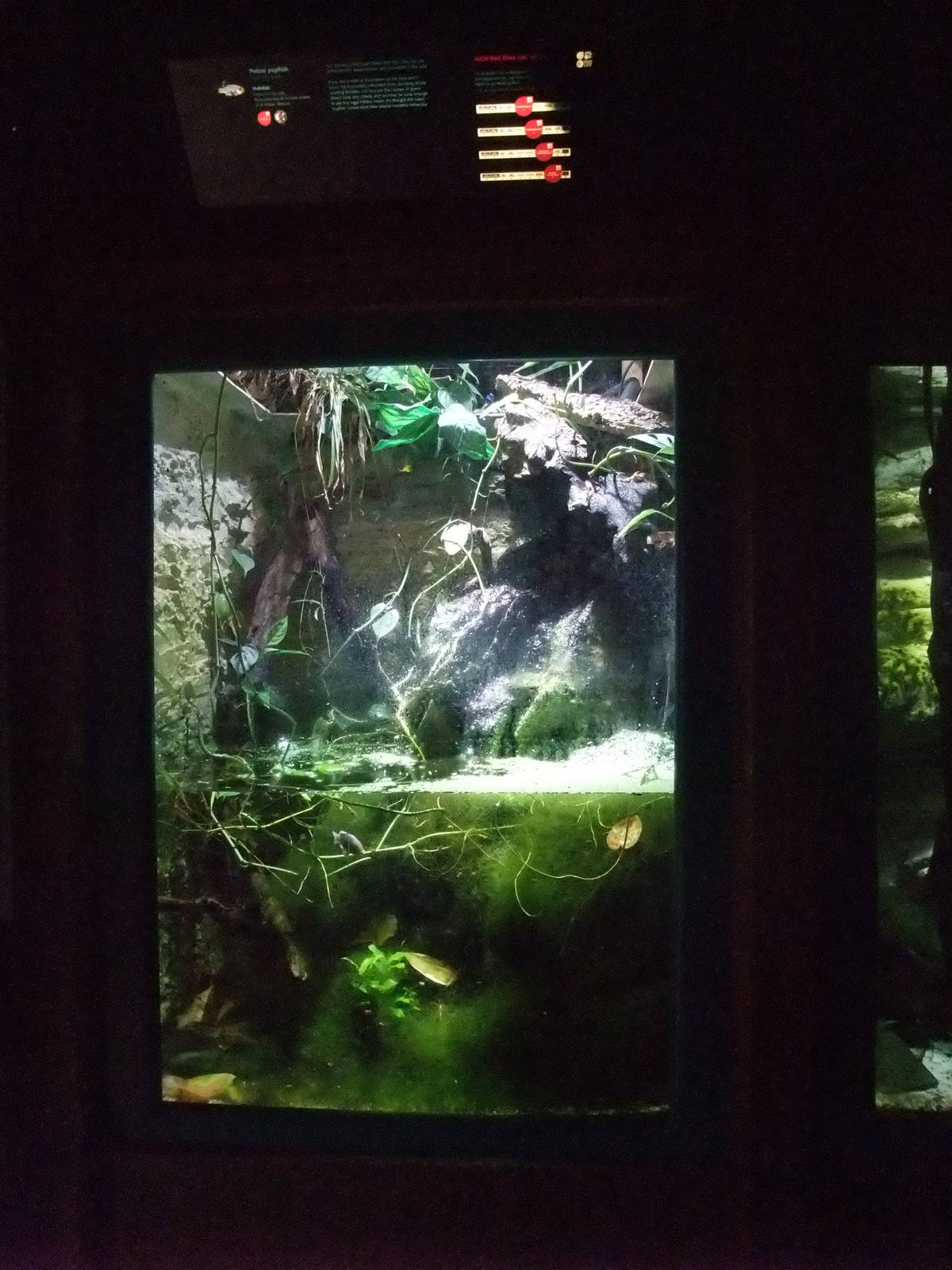 Pupfish Exhibit at Bristol, 06/02/12