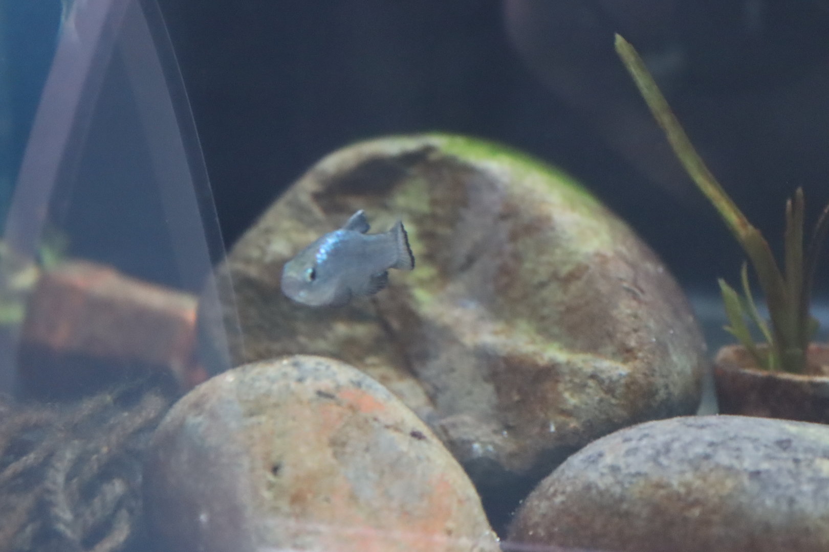 Pupfish ID