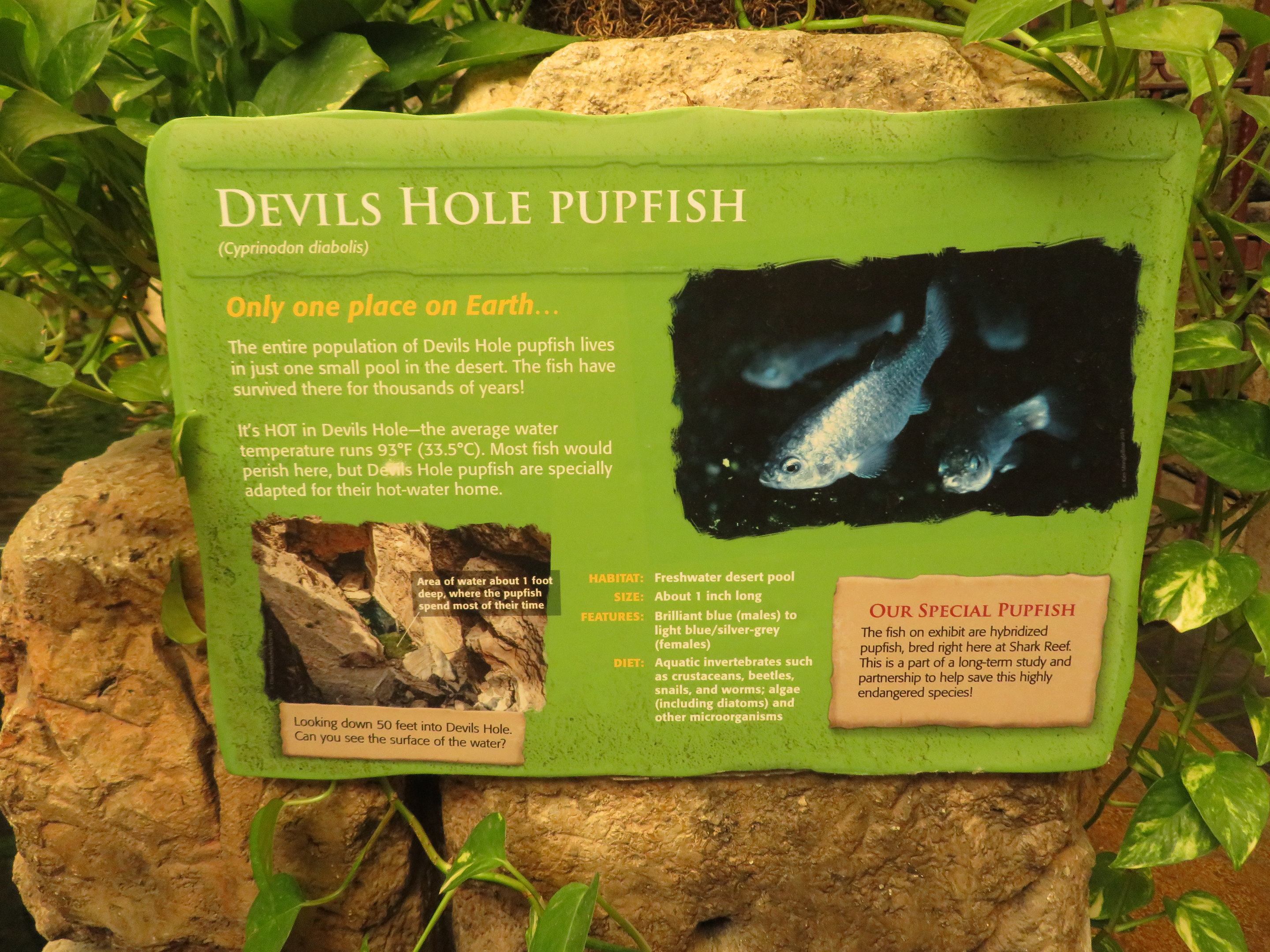Pupfish Signage
