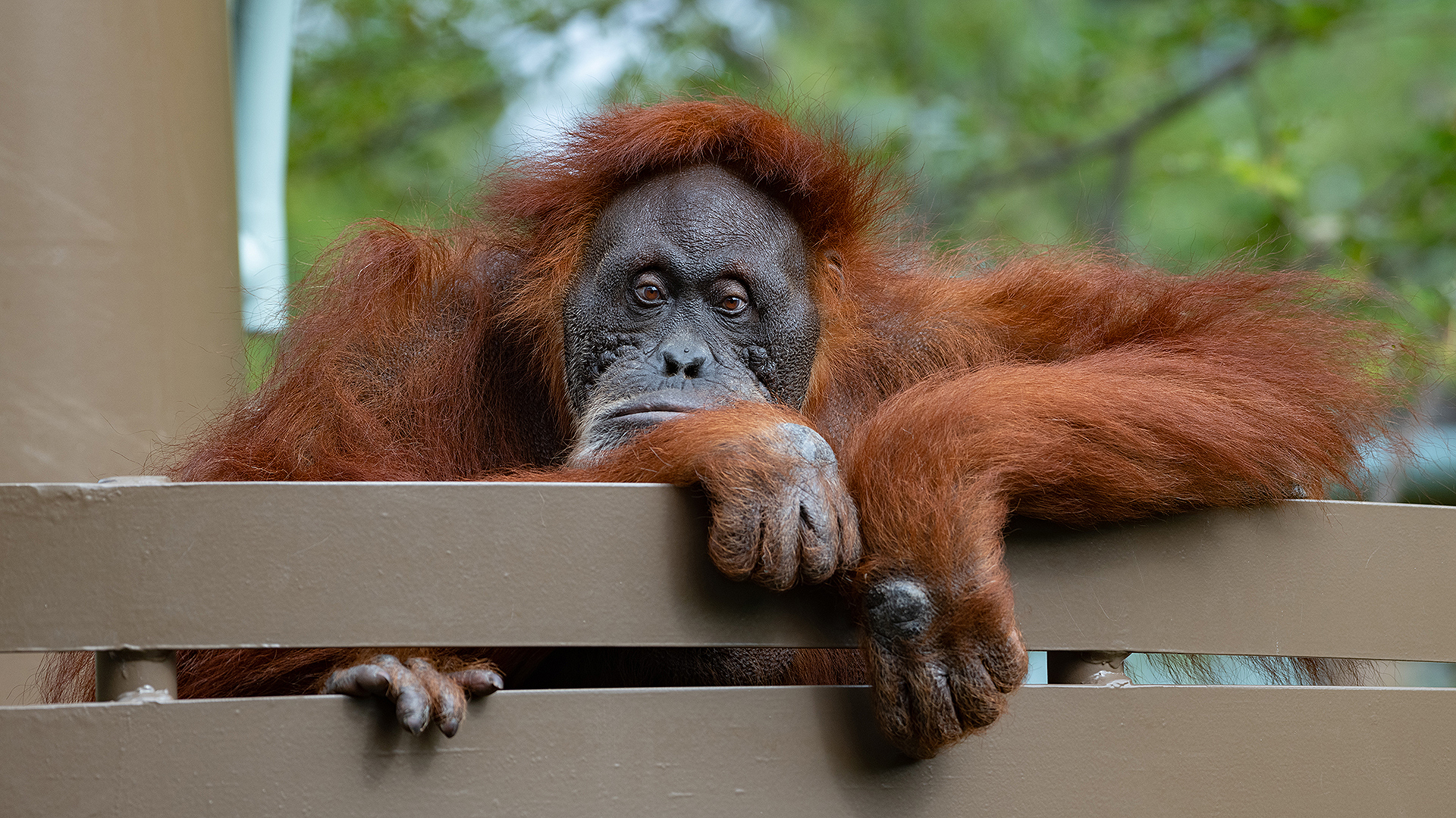 Puppe, Sumatran Orangutan